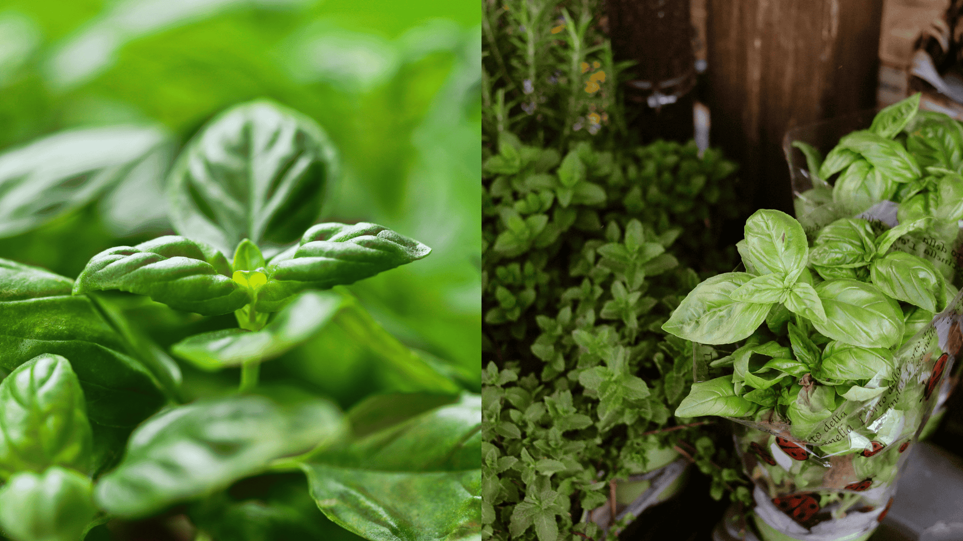 basil-arugula-companion-plant