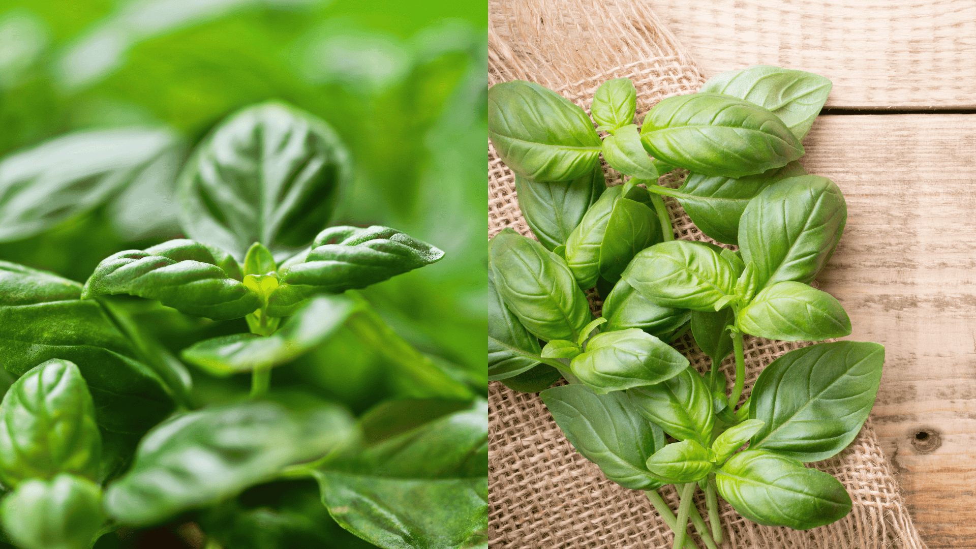 basil-best-companion-plant-for-parsley