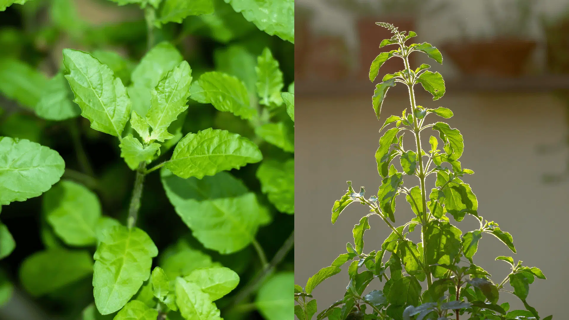 basil-blueberry-companion-plants