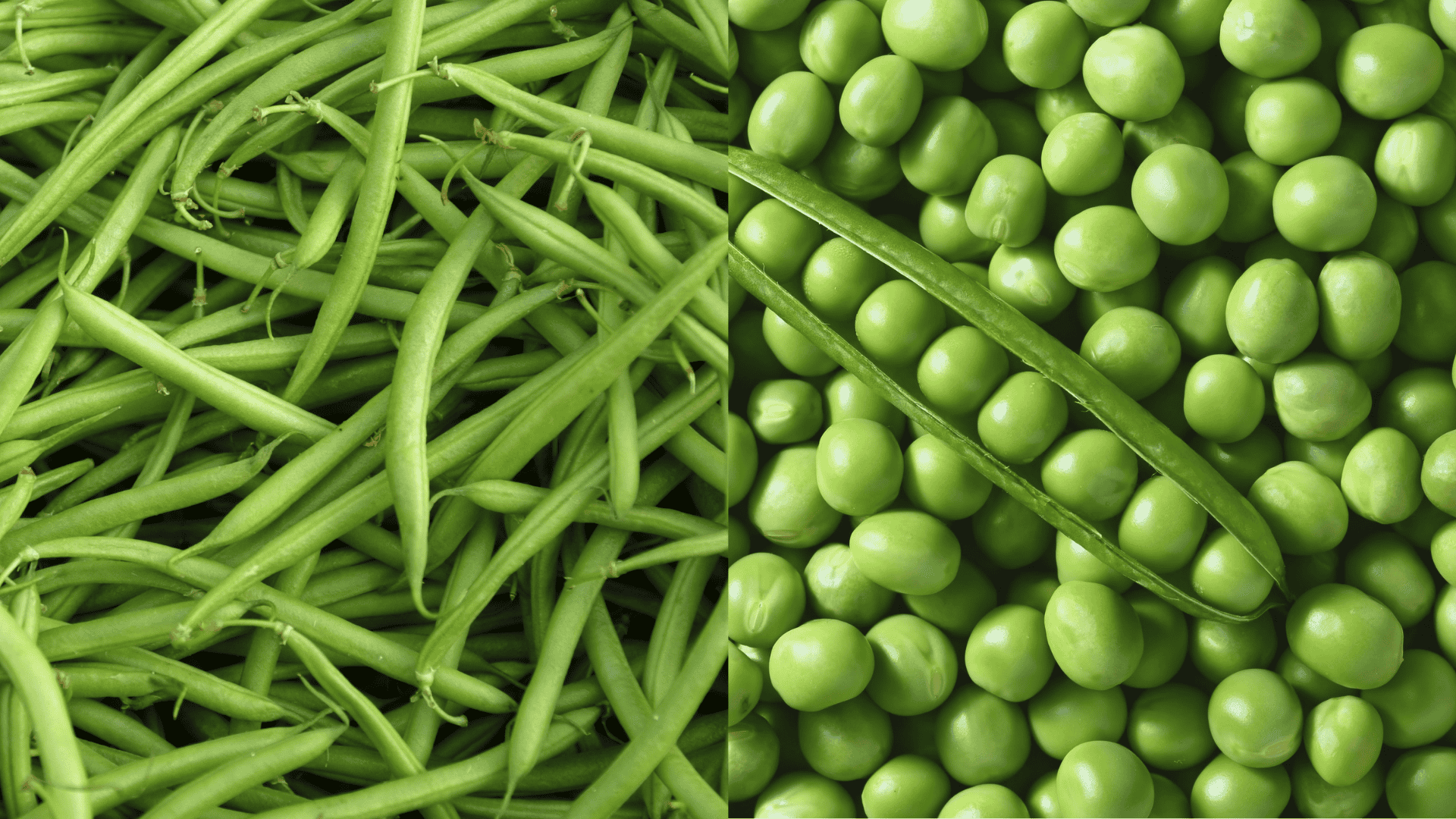 Fresh green beans and peas close up, nitrogen-fixing companion plants that improve soil health for eggplant