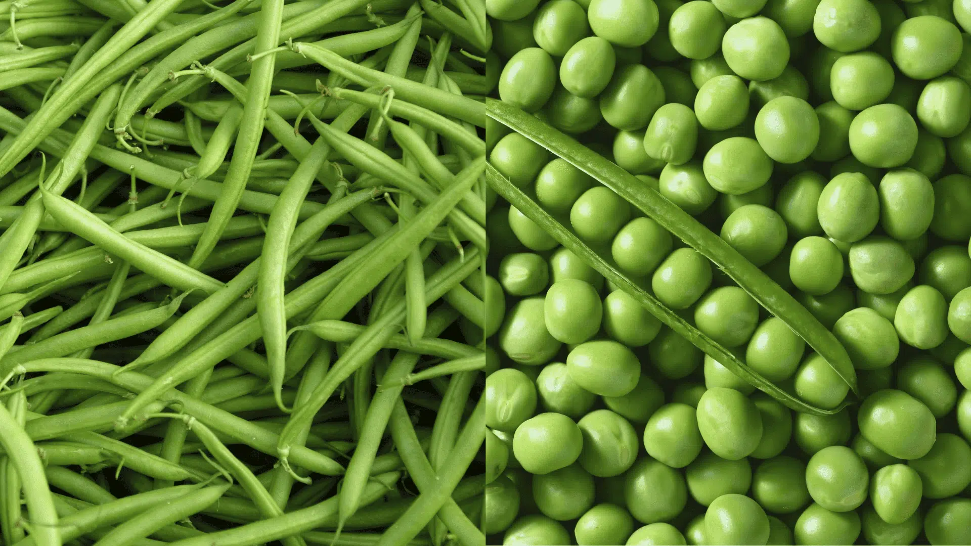 Fresh green beans and peas close up, nitrogen-fixing companion plants that improve soil health for eggplant