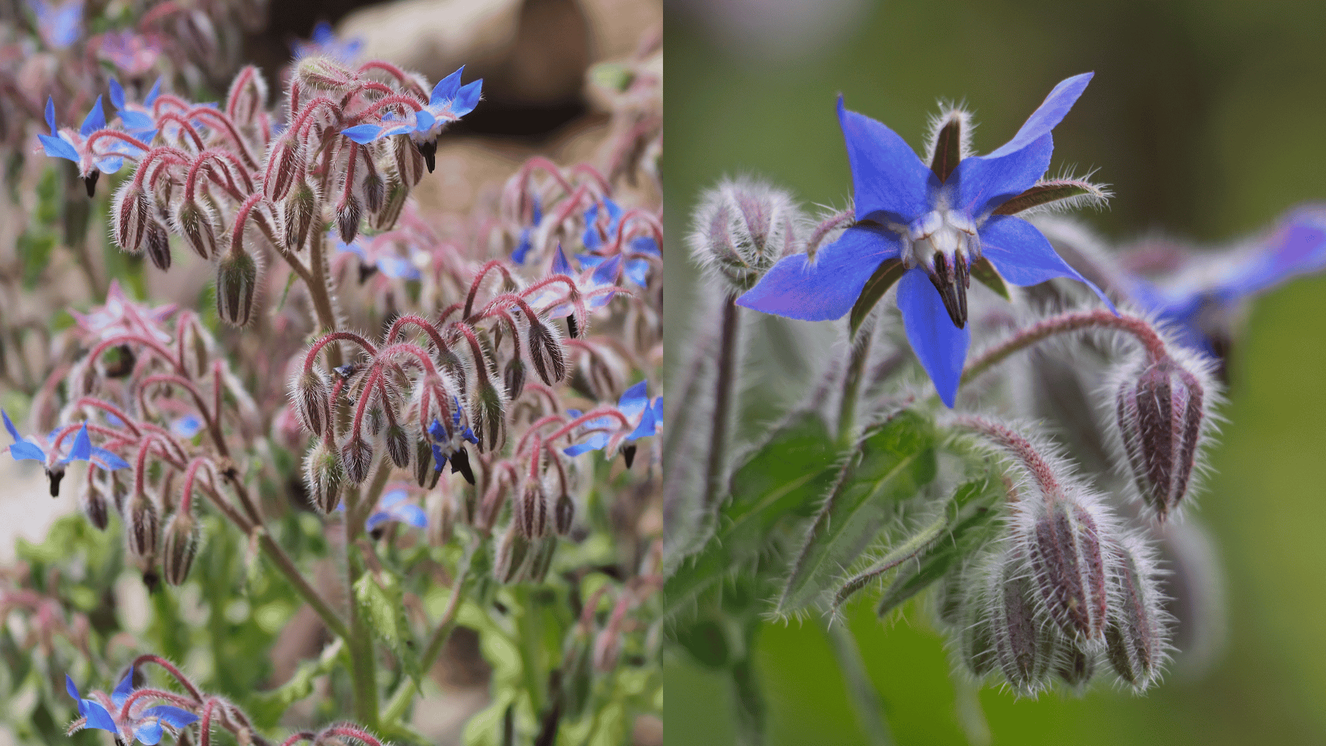 borage-arugula-companion-plant
