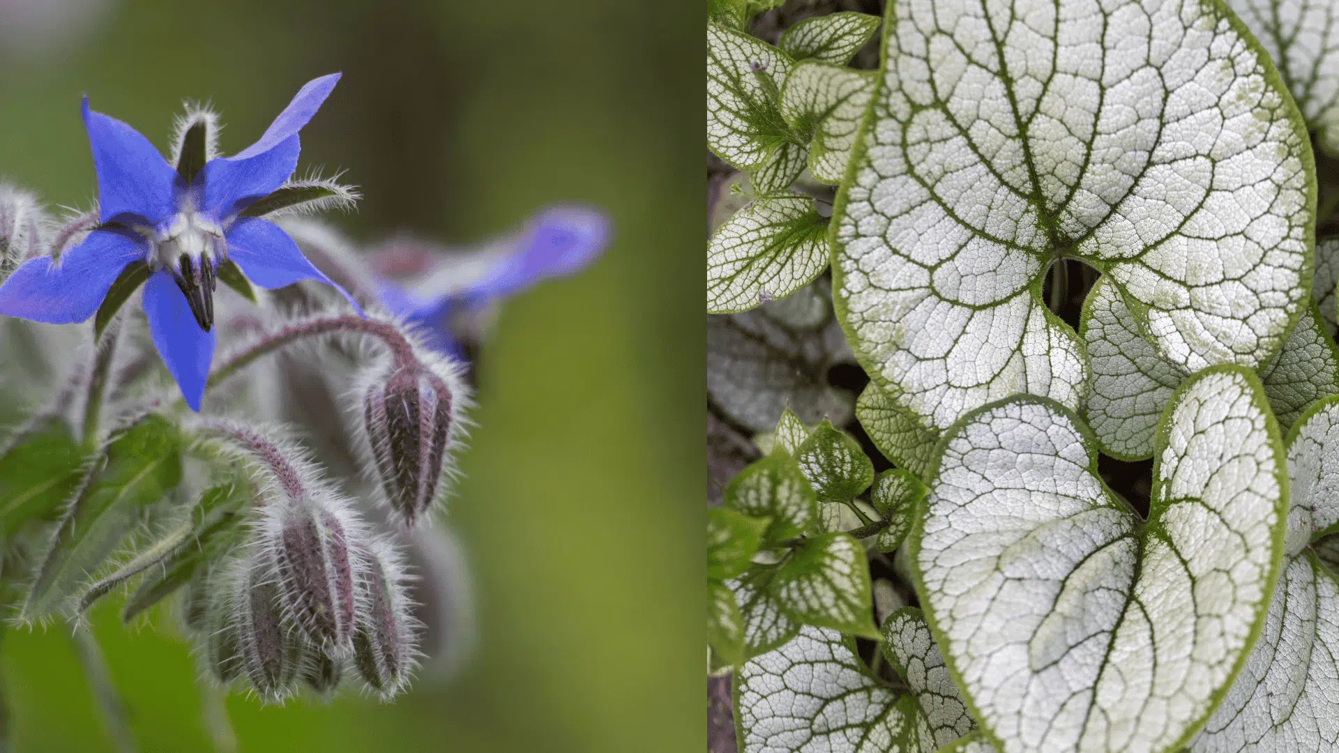 borage-blueberry-companion-plants