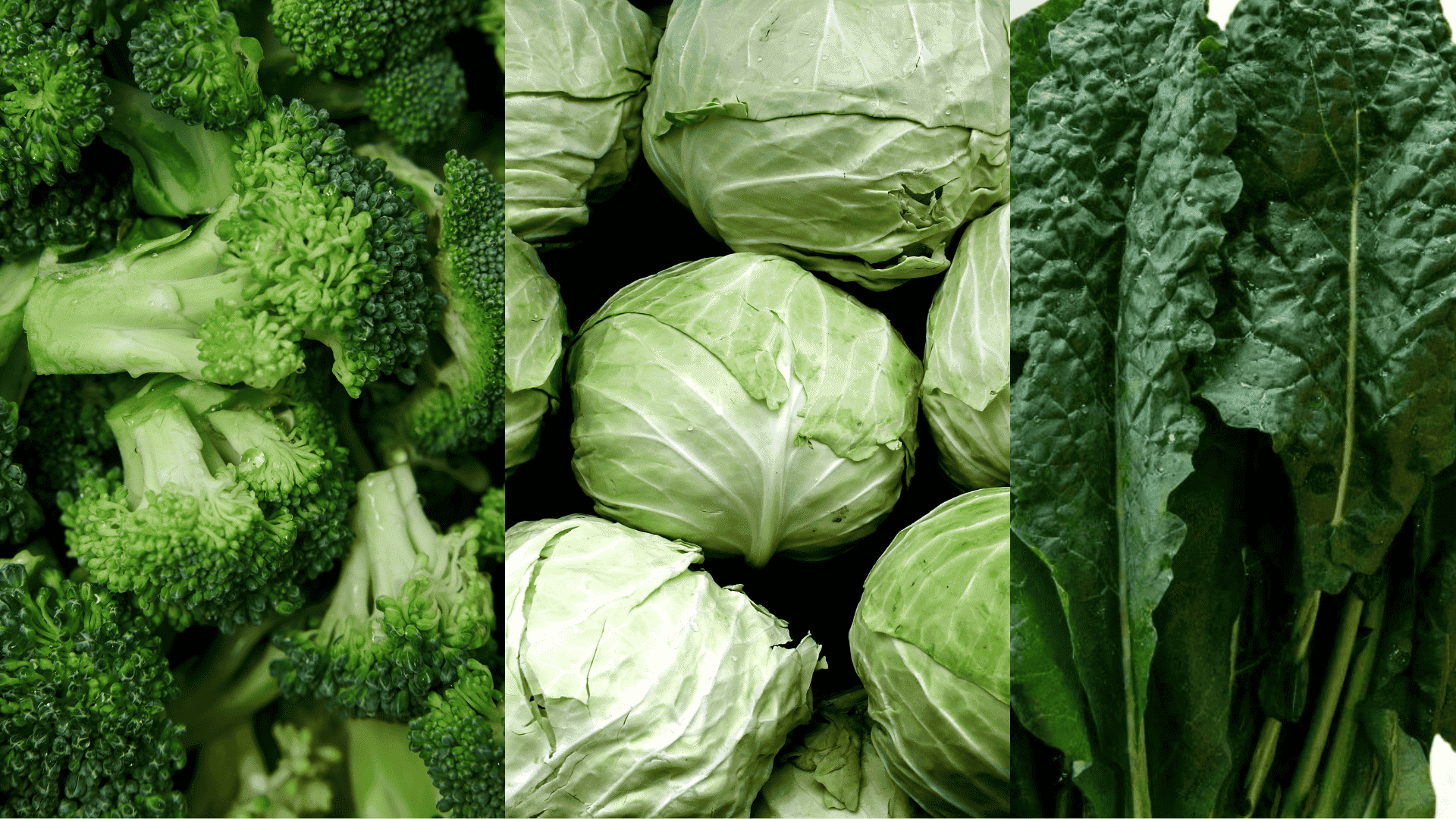 Fresh spinach leaves and lettuce heads, leafy greens that grow well alongside eggplant as compatible companion plants