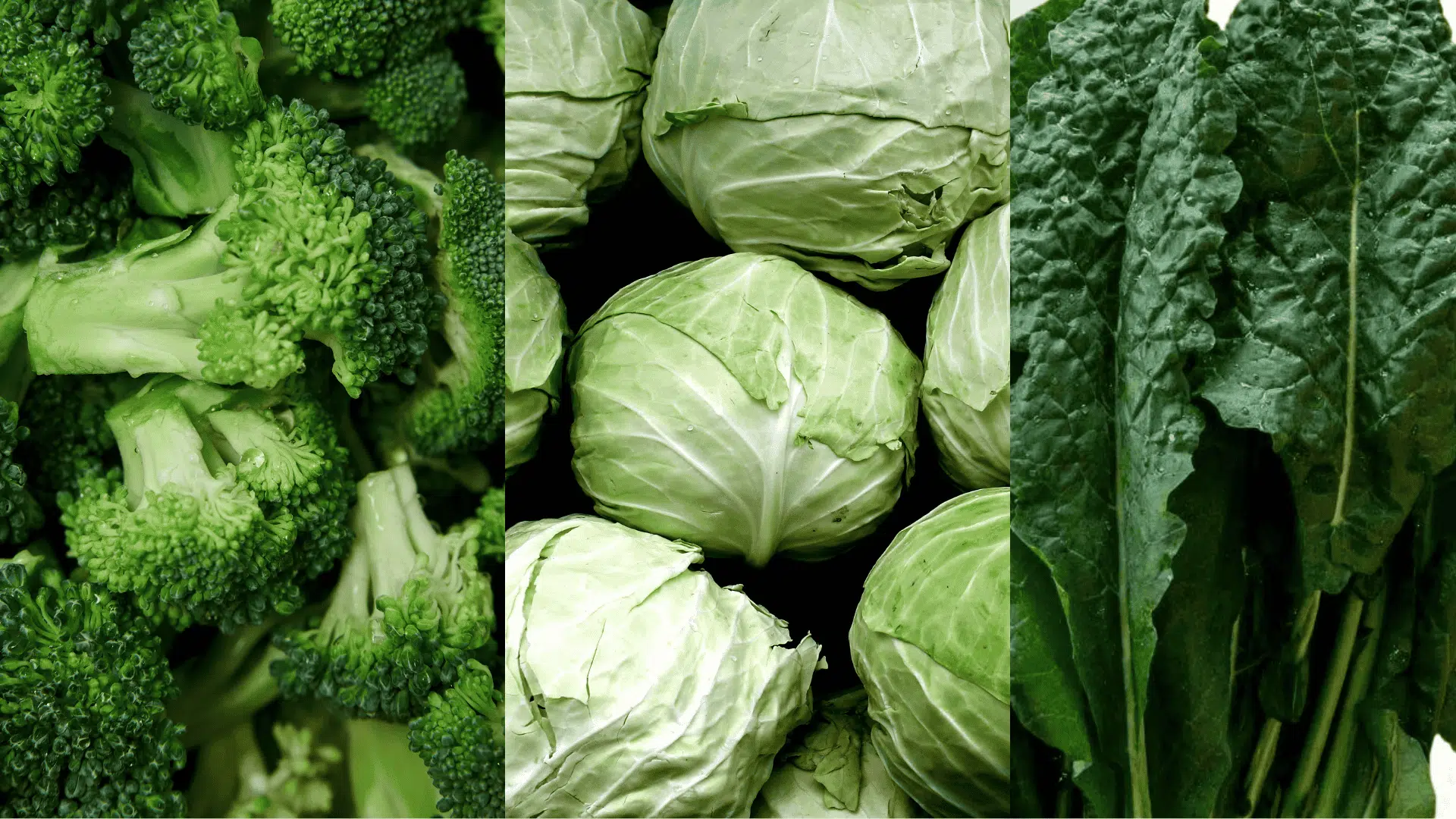 Fresh spinach leaves and lettuce heads, leafy greens that grow well alongside eggplant as compatible companion plants