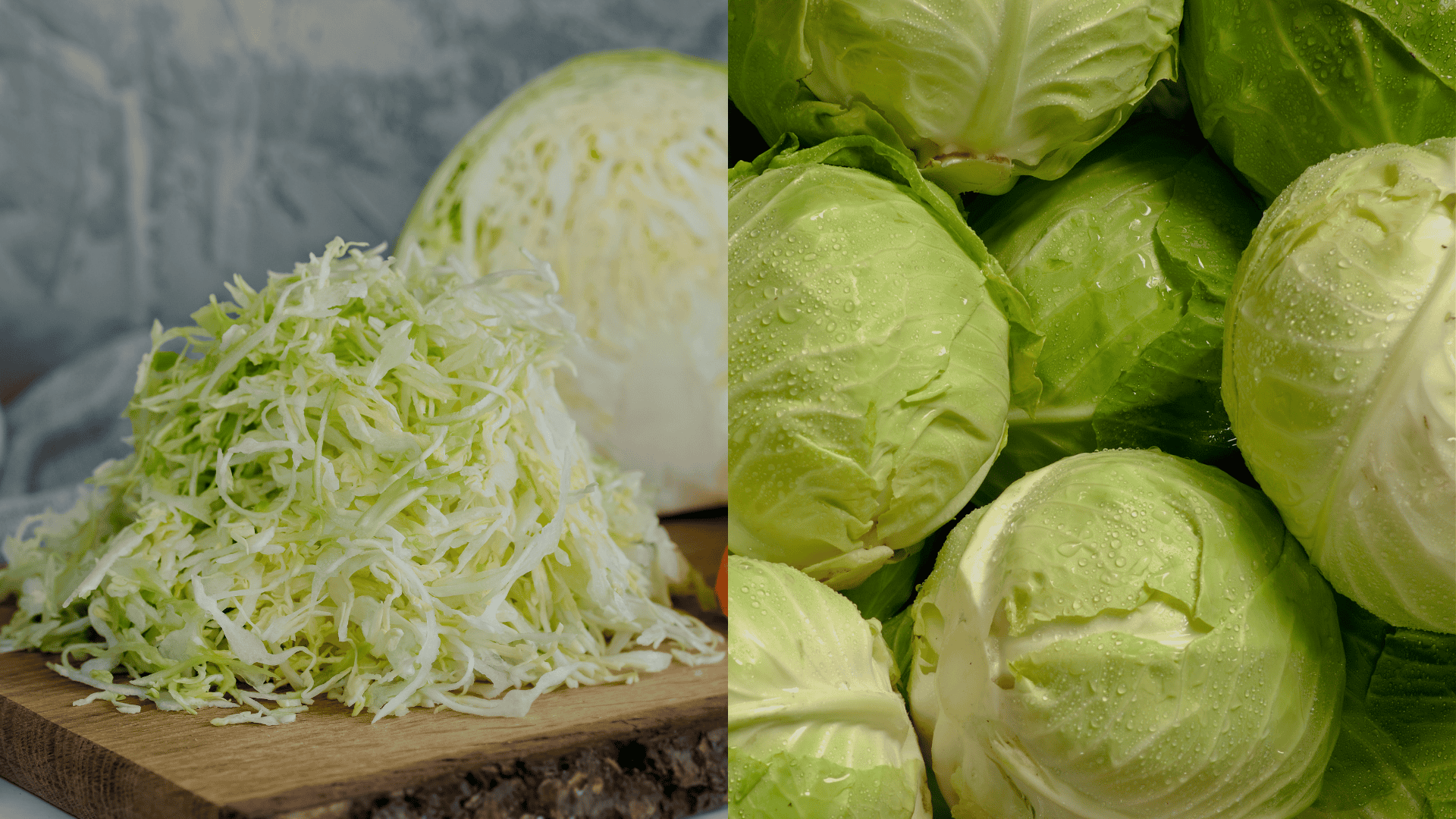 cabbage