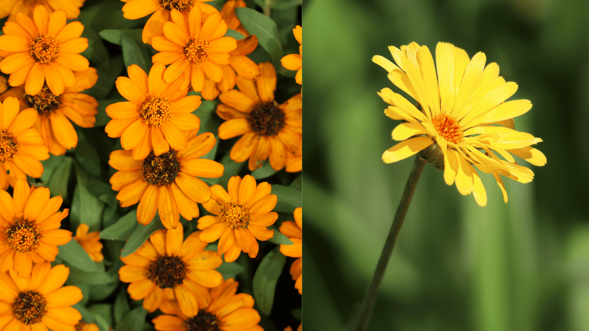 calendula-brussel-sprouts-companion-plants