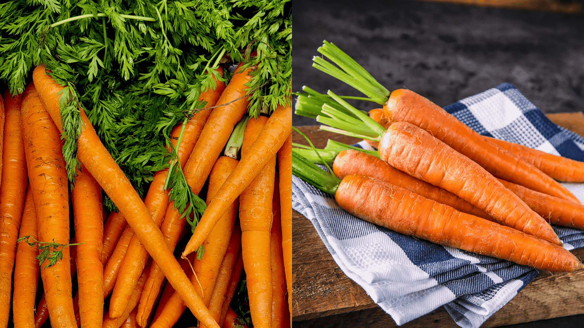 carrot-best-companion-plant-for-parsley