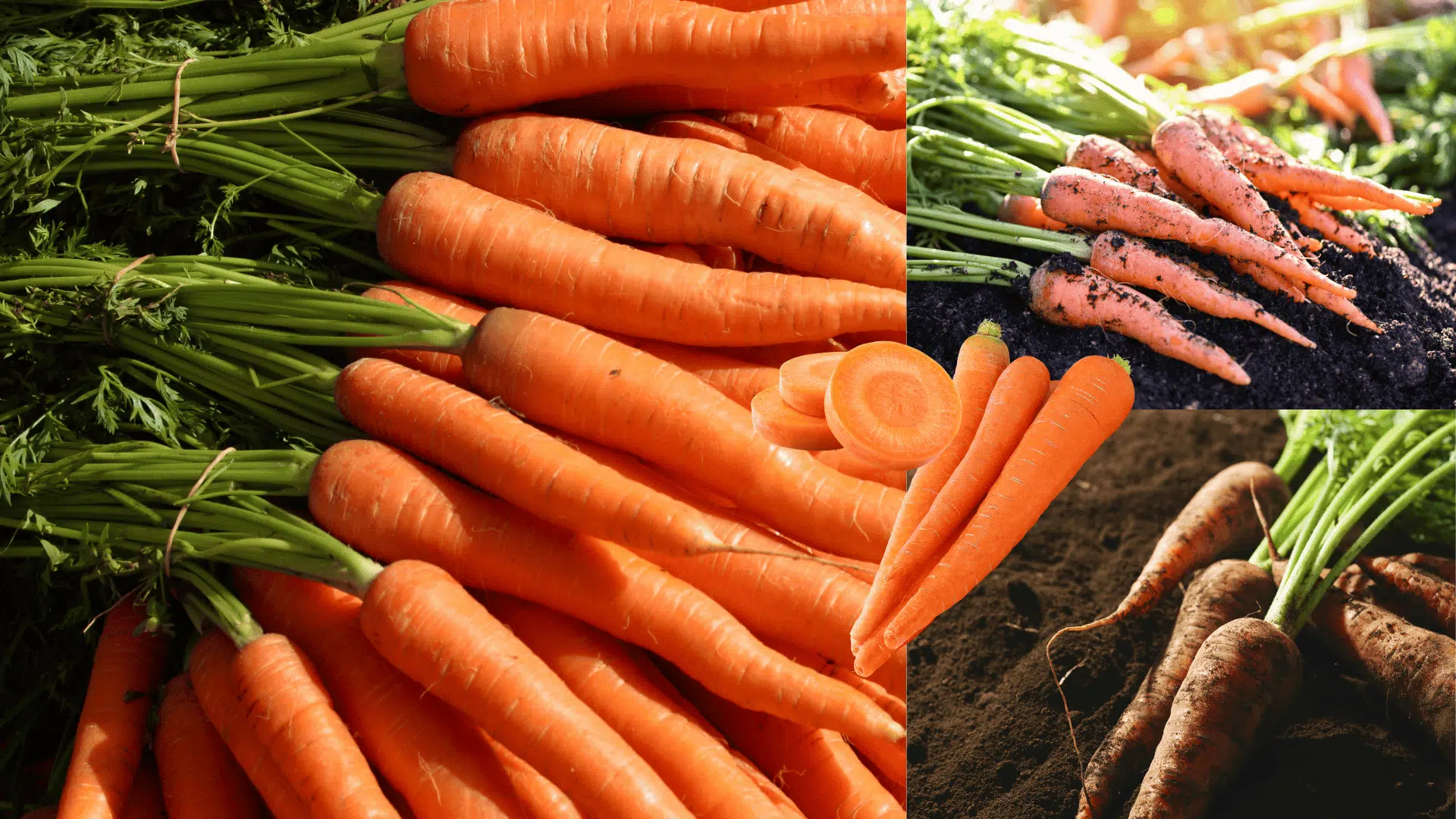 carrots