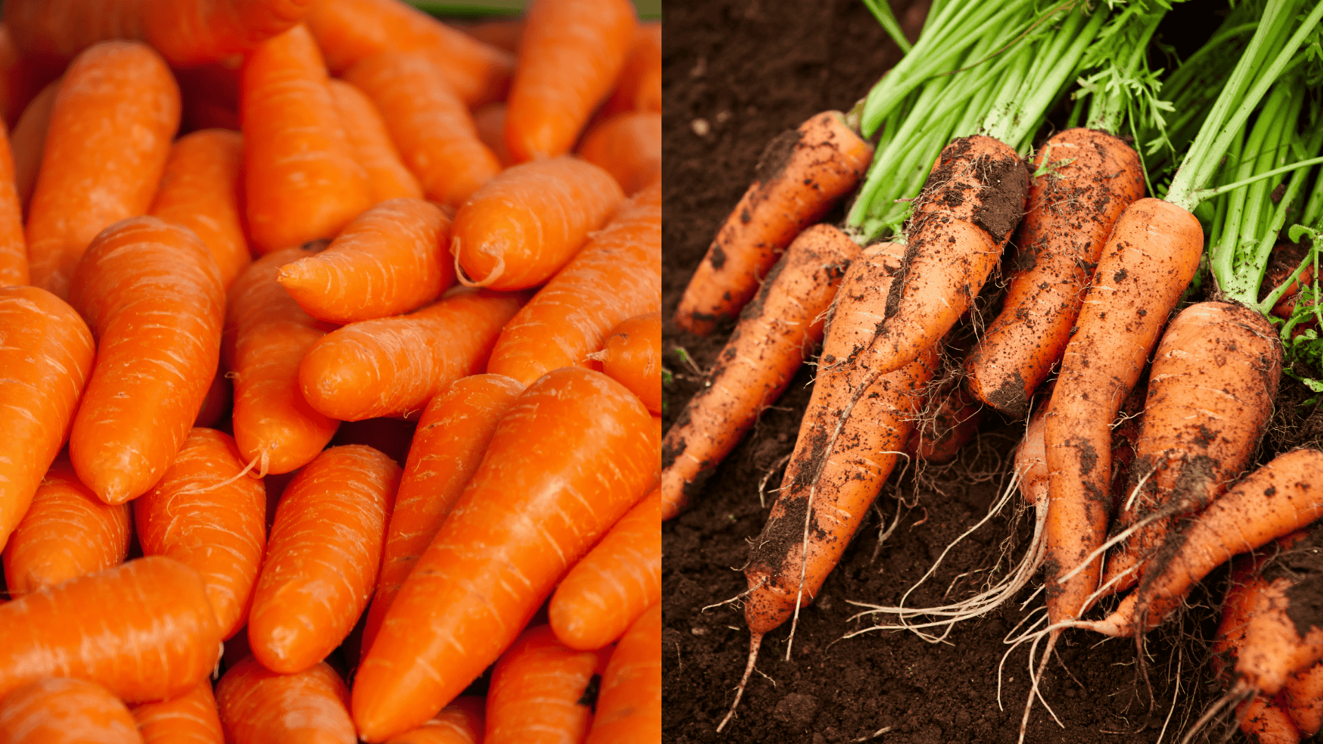 carrots-arugula-companion-plant