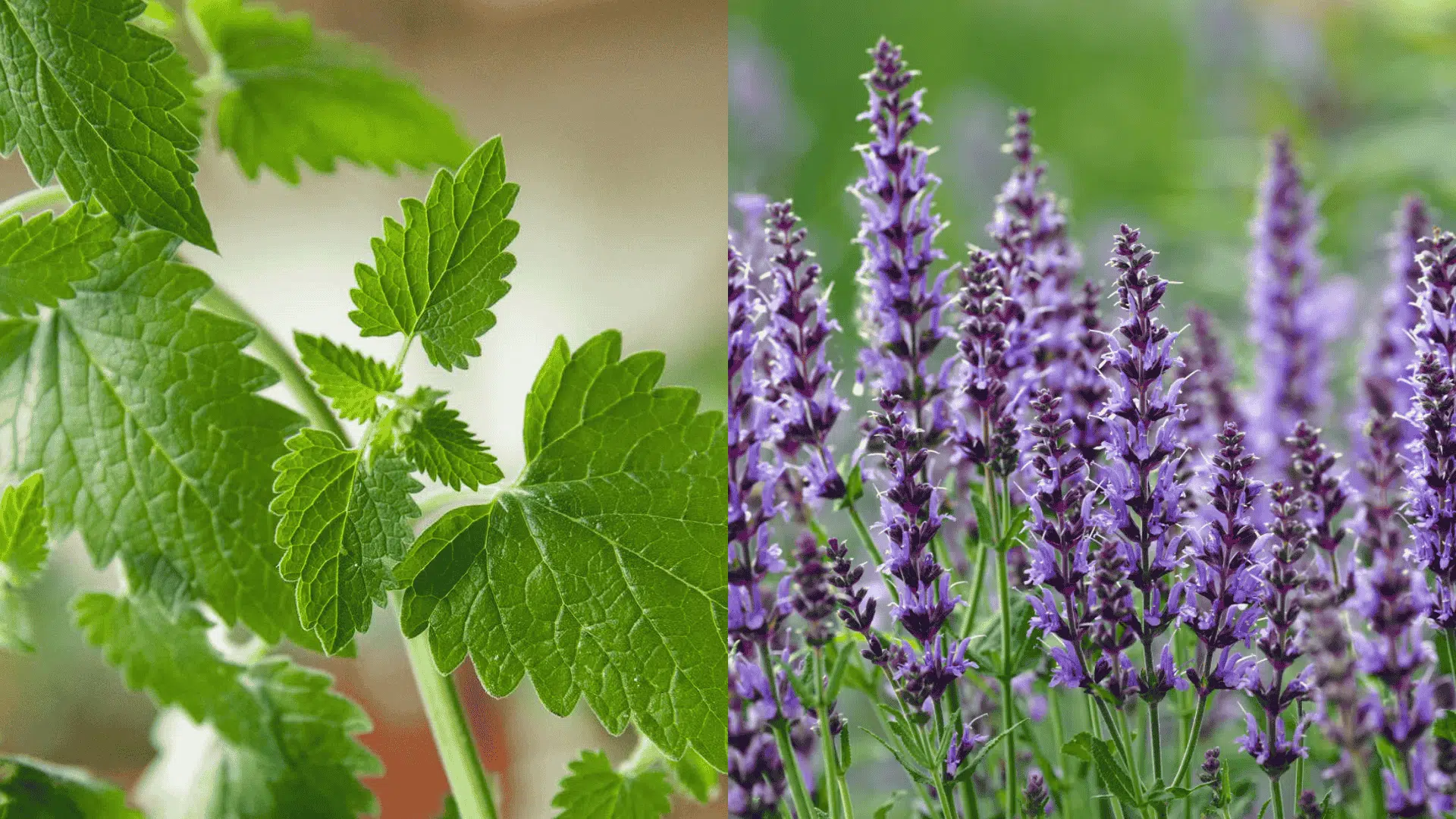 Green catnip leaves and blooming purple lavender flowers, natural companion plants that help repel insects from eggplant