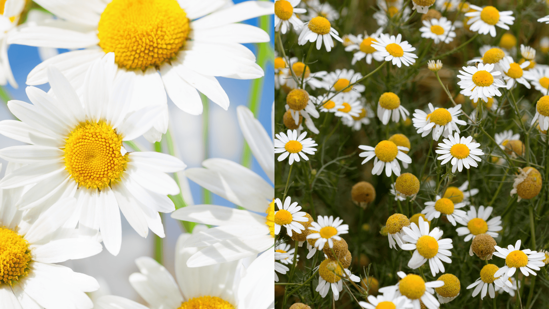 chamomile-plant