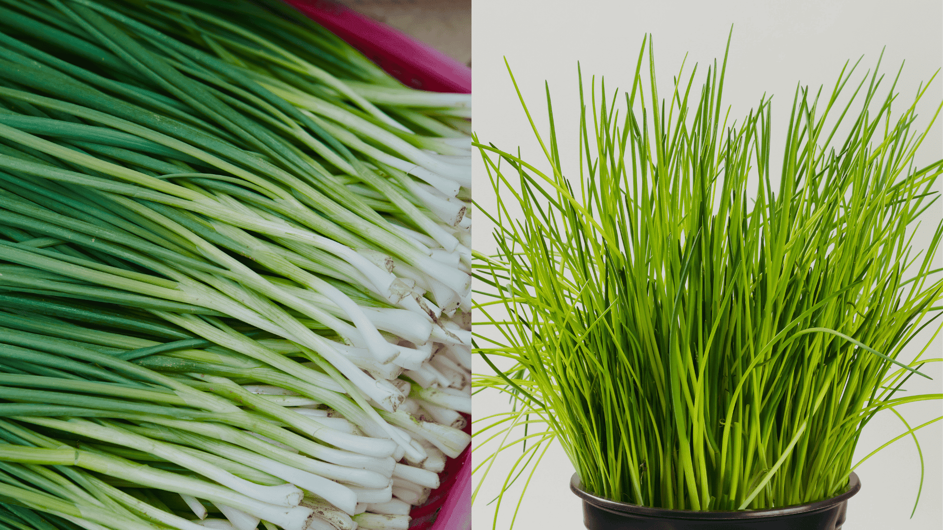 chives