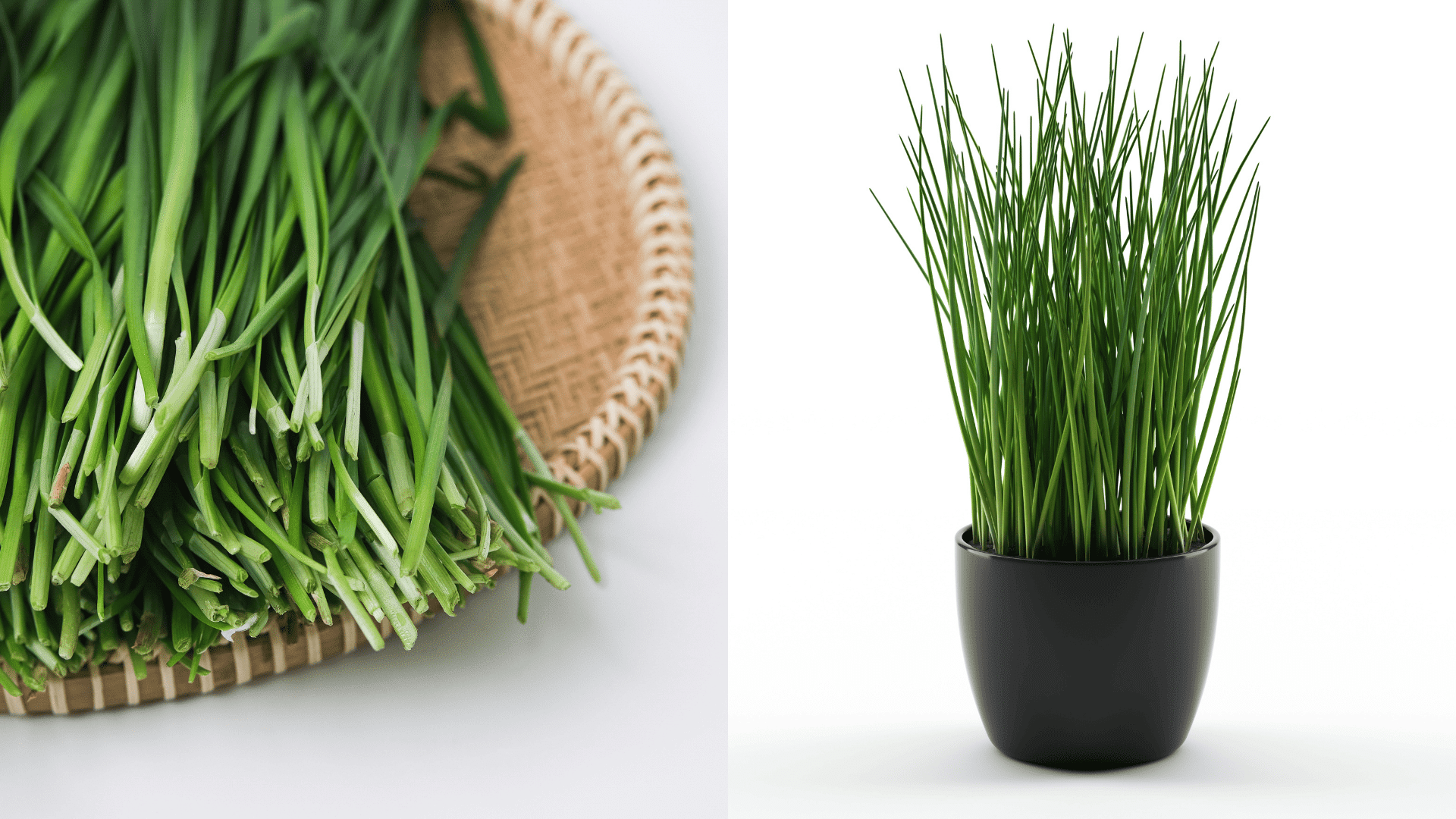 chives-best-companion-plant-for-parsley