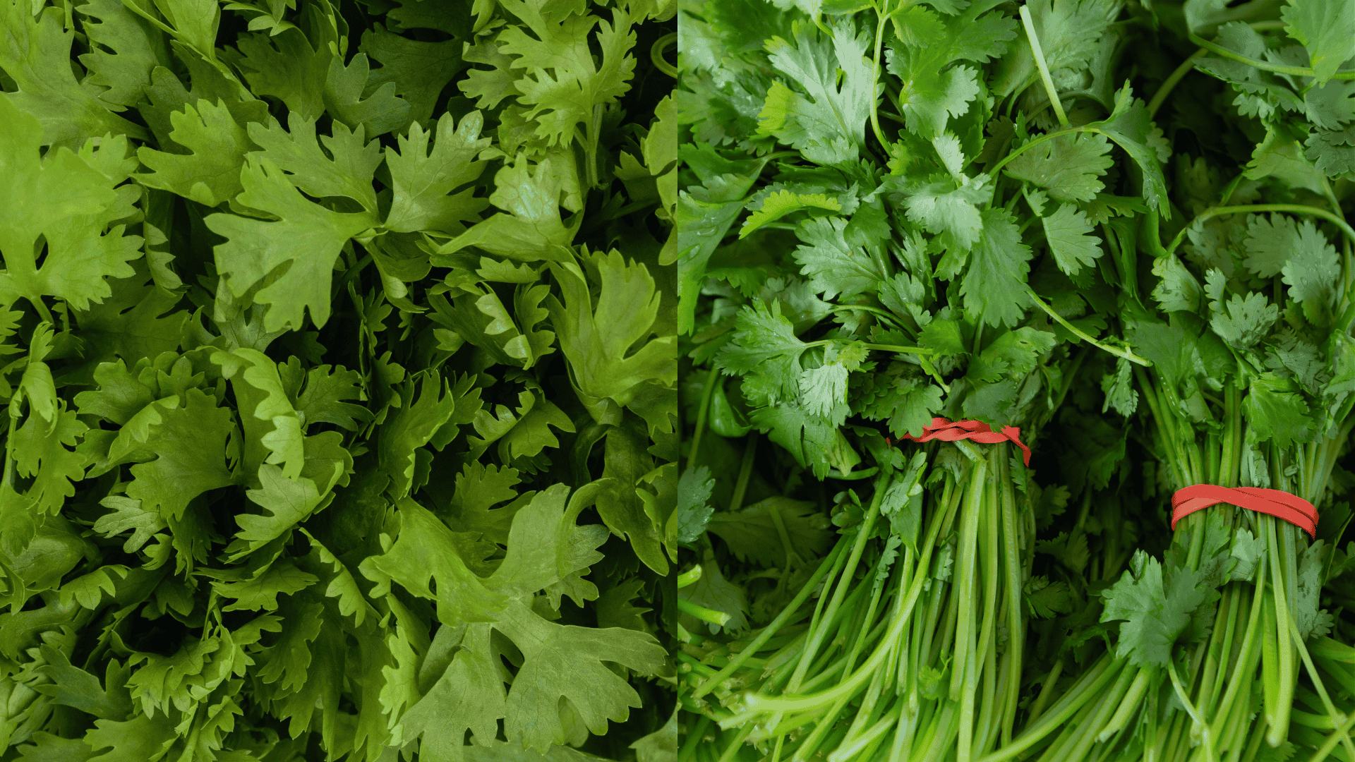 cilantro