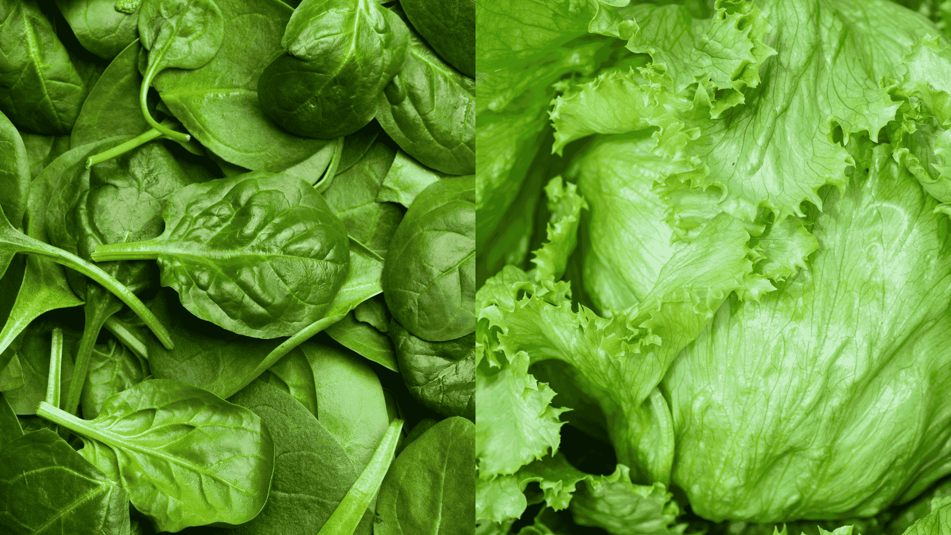 Fresh spinach leaves and lettuce heads, leafy greens that grow well alongside eggplant as compatible companion plants