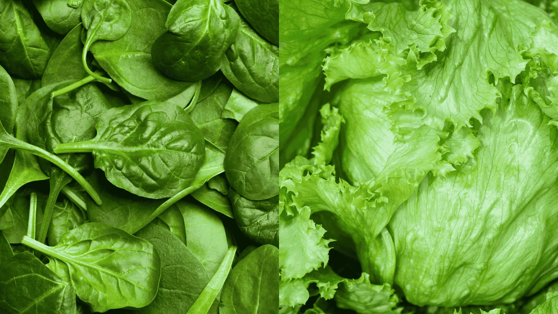 Fresh spinach leaves and lettuce heads, leafy greens that grow well alongside eggplant as compatible companion plants