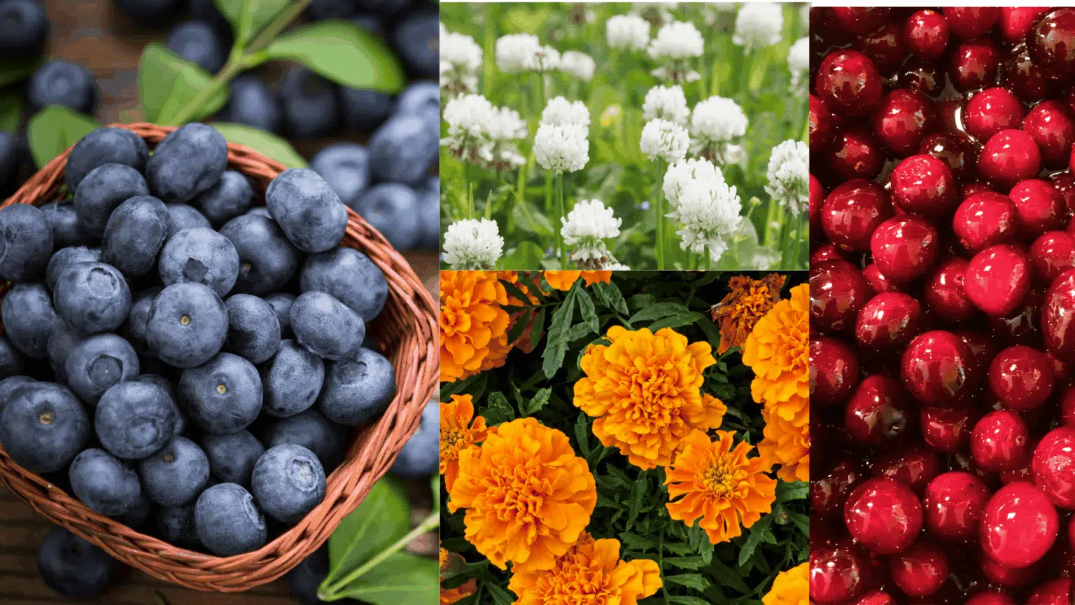 companion-plants-for-blueberries