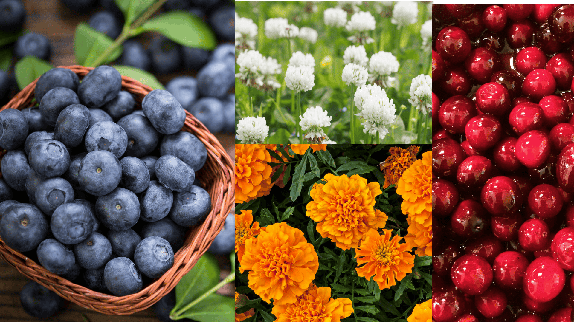 companion-plants-for-blueberries