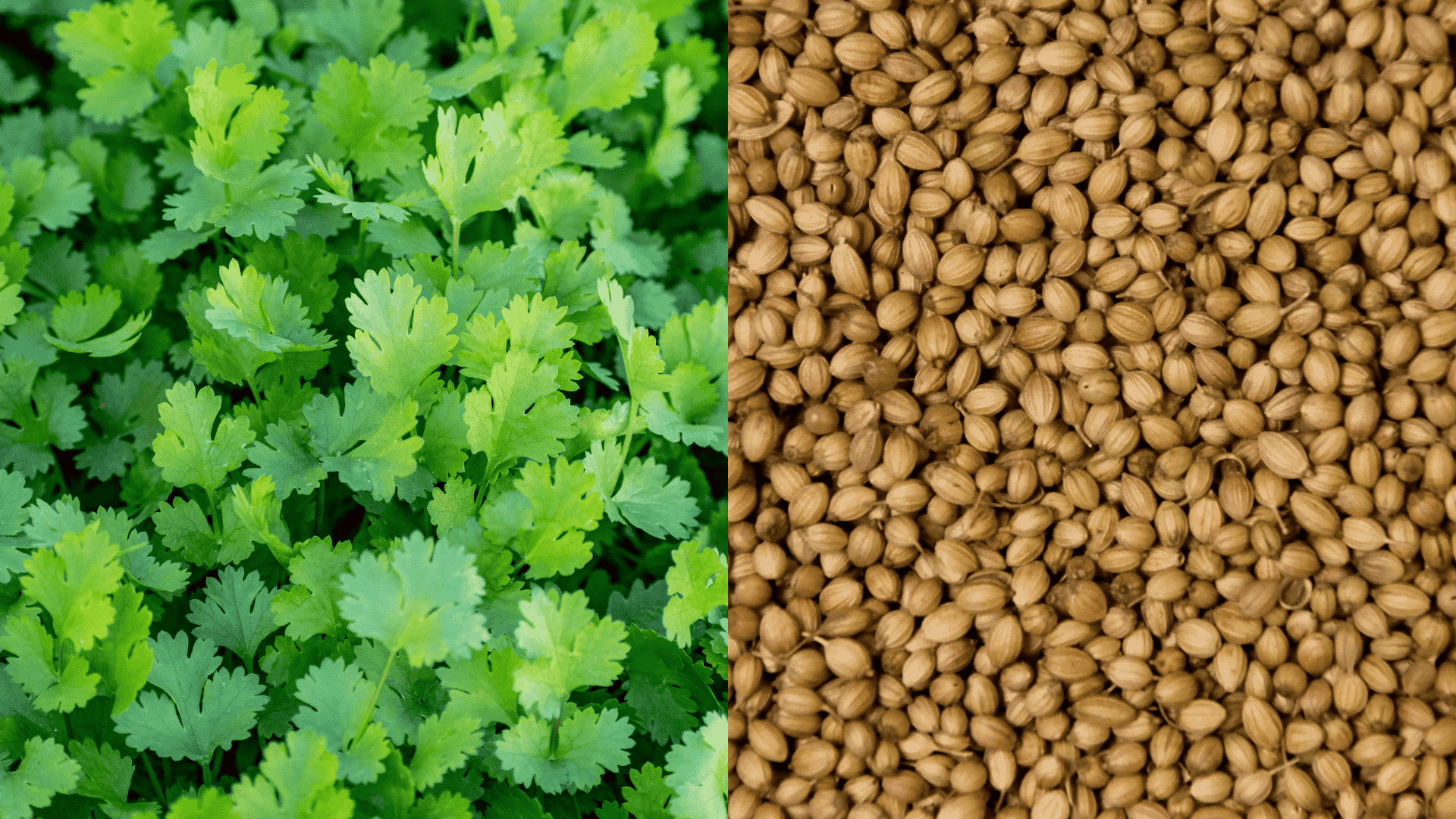 coriander-arugula-companion-plant