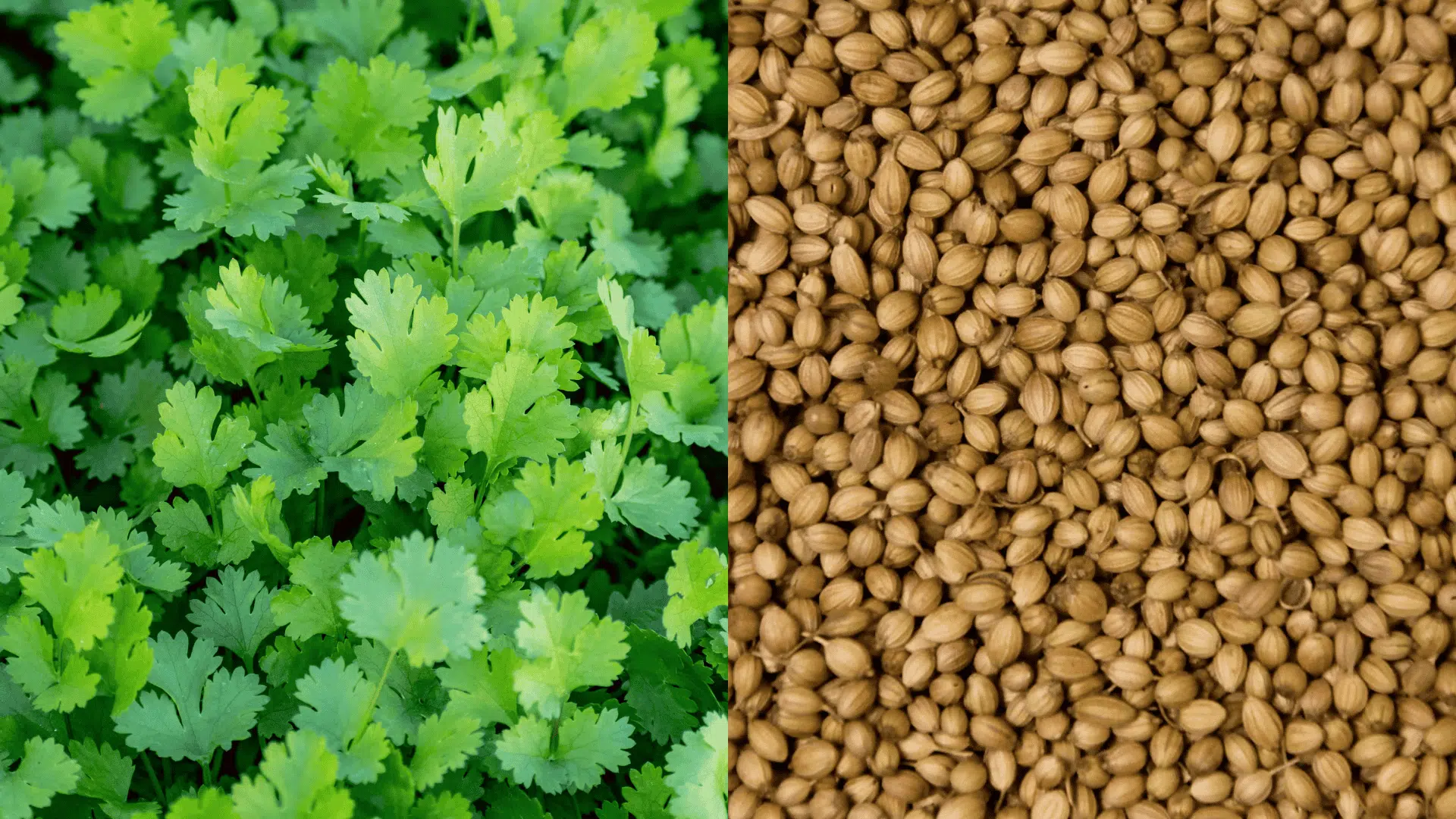 15 Best Arugula Companion Plants + Plants to Avoid - My Earth Garden