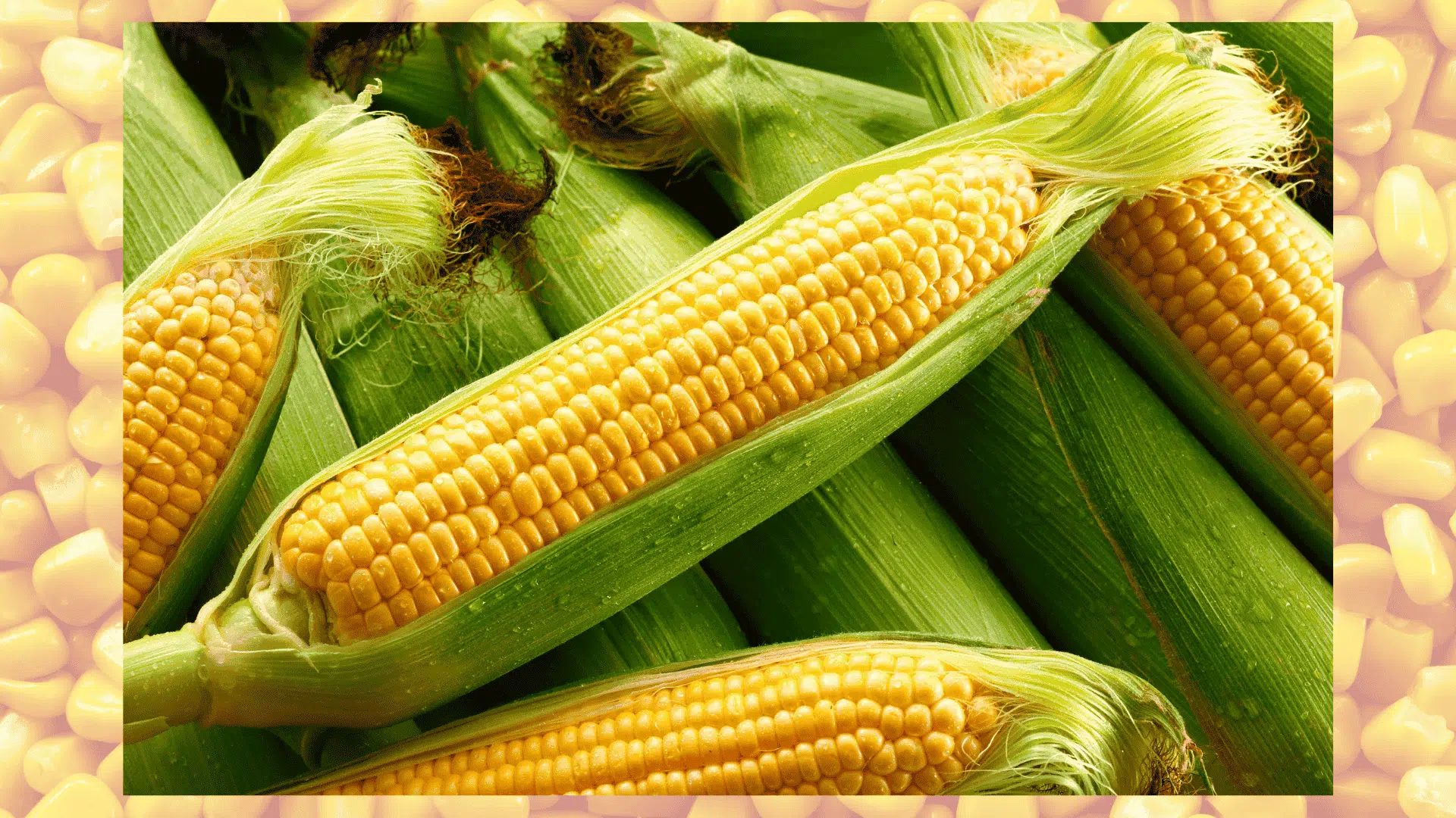 Fresh corn cobs with husks and silk, a useful companion plant for eggplant that provides shade and supports garden diversity