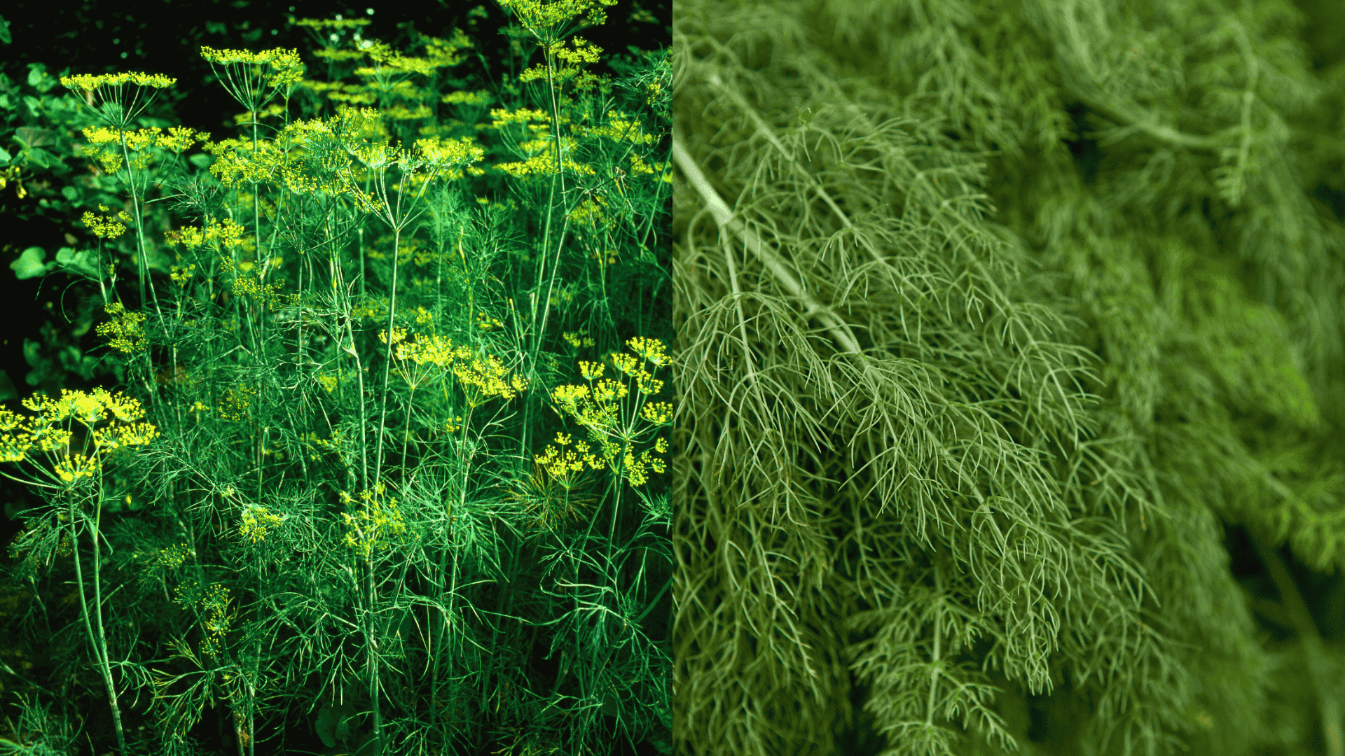 dill-arugula-companion-plant