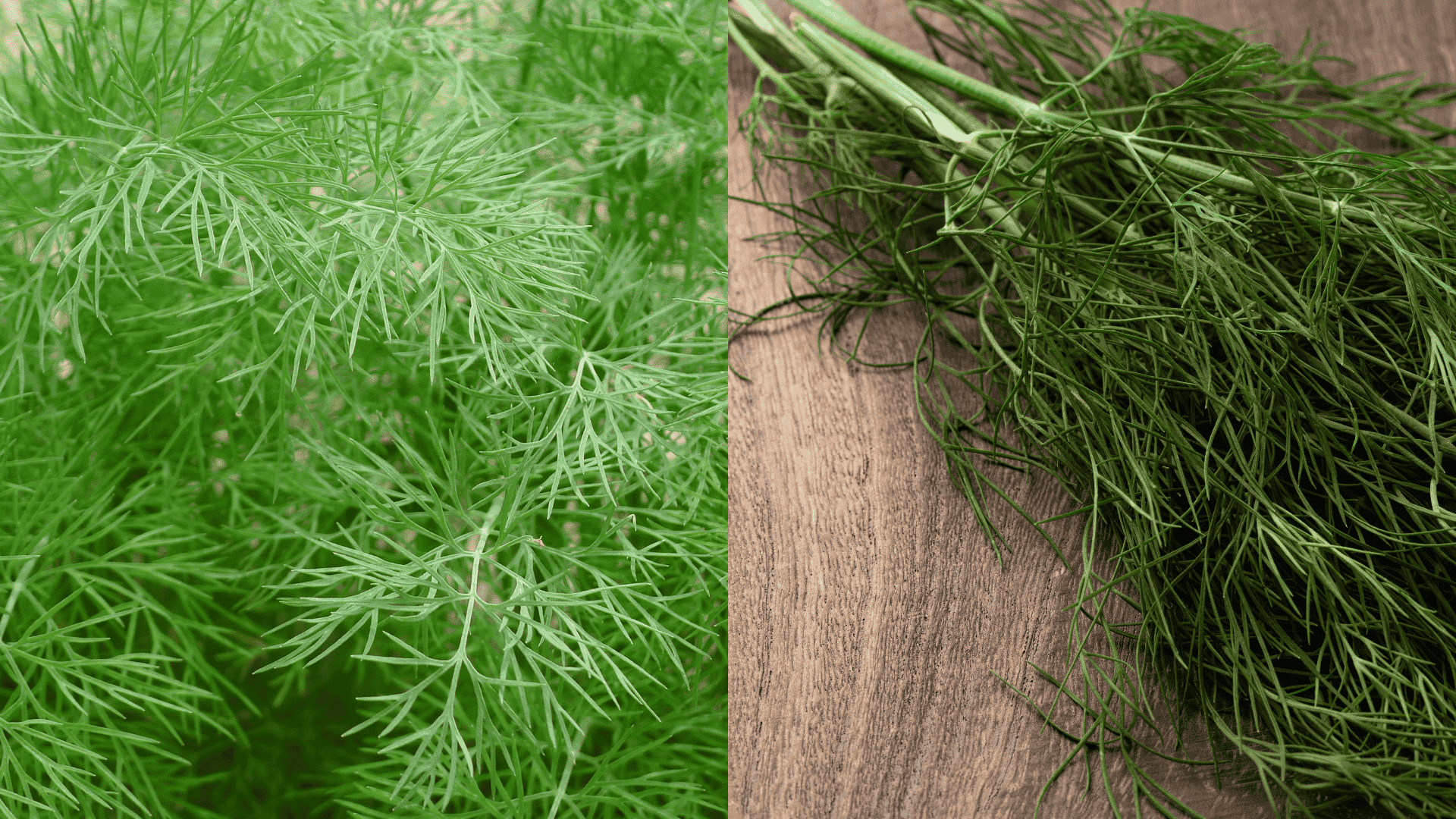 dill-best-companion-plant-for-parsley