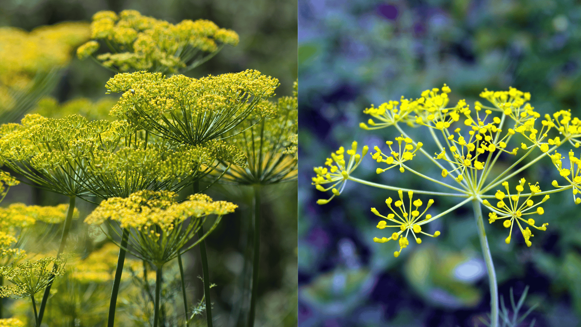 dill-brussel-sprouts-companion-plant