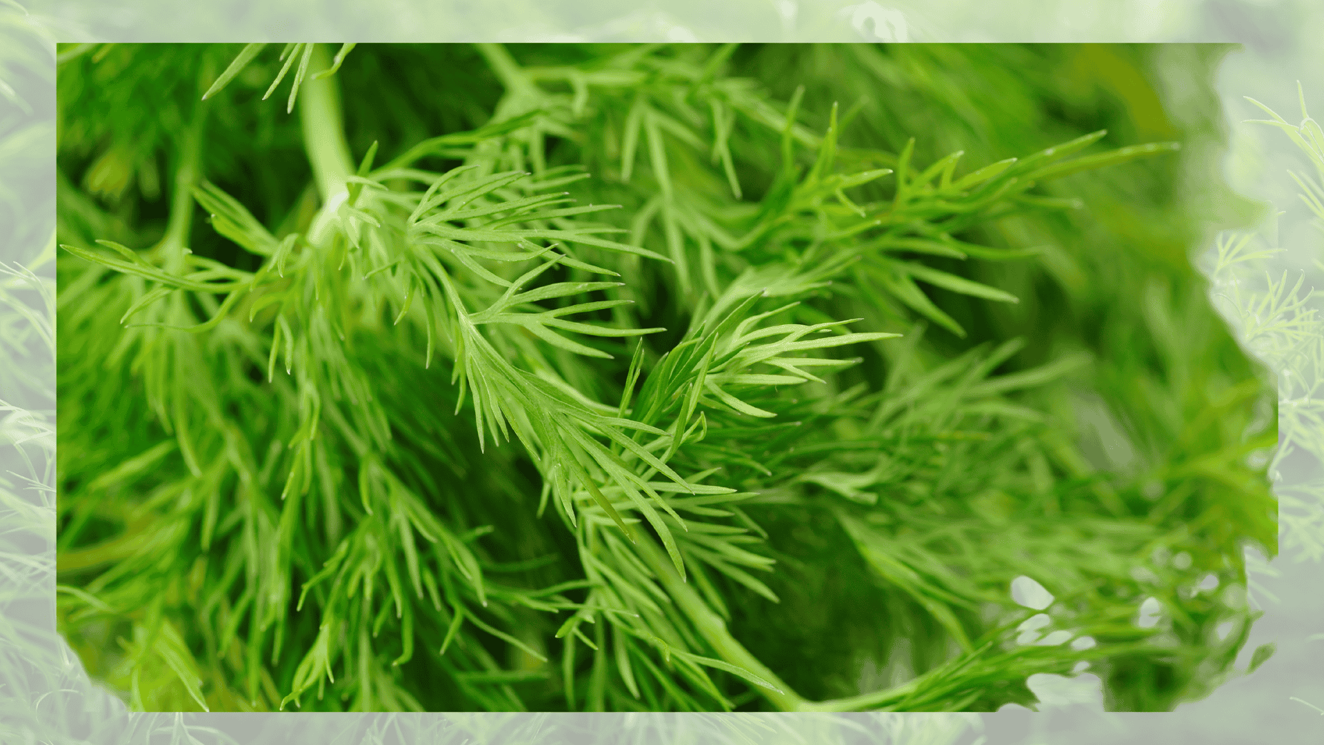 dill with beets