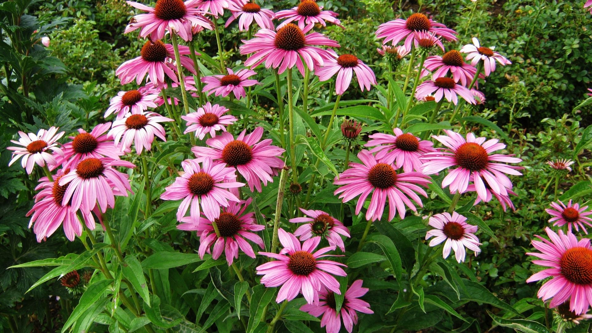 echinacea plant