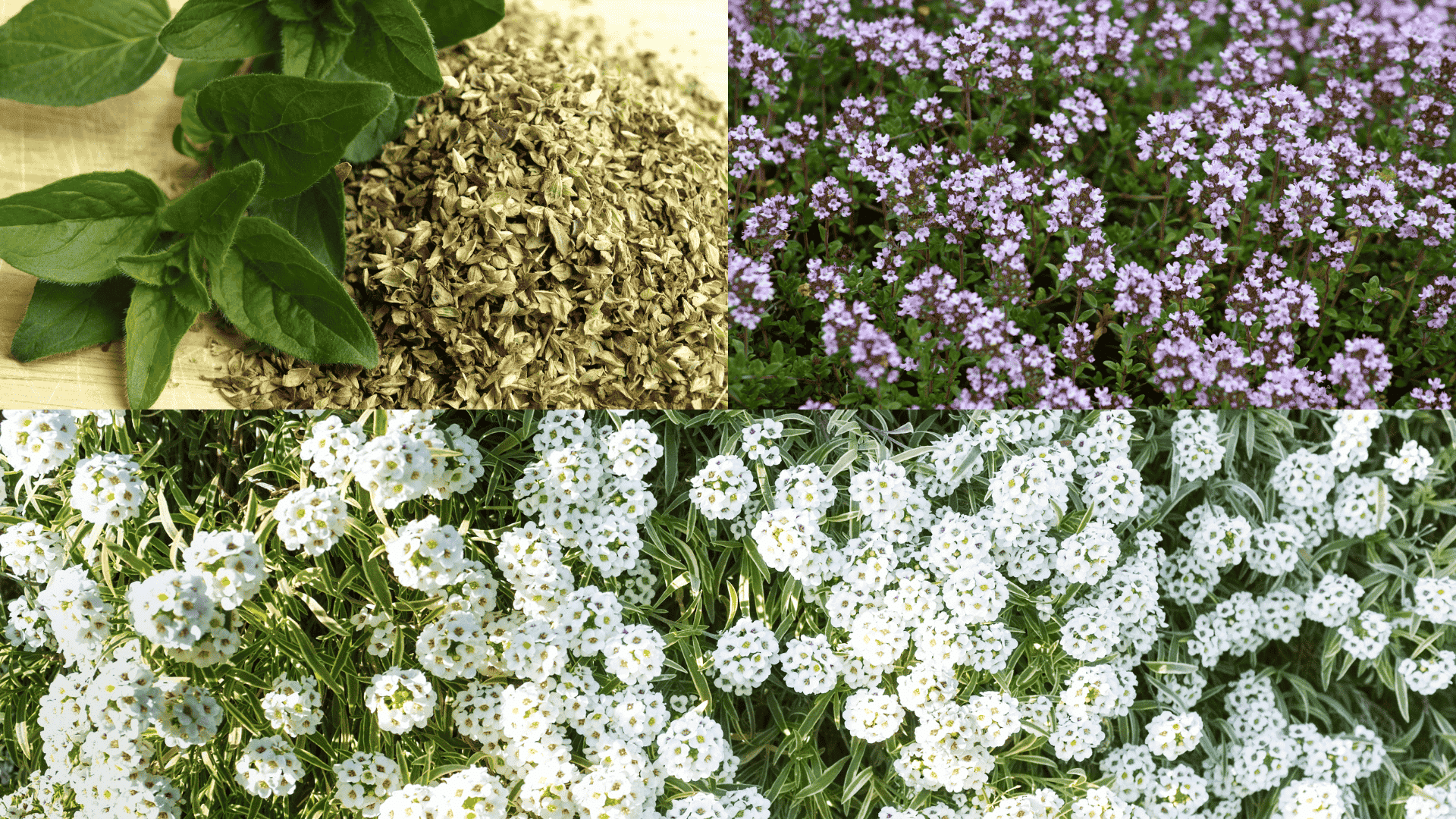 Oregano leaves, thyme flowers, and sweet alyssum blooms, companion plants that attract beneficial insects and protect eggplant