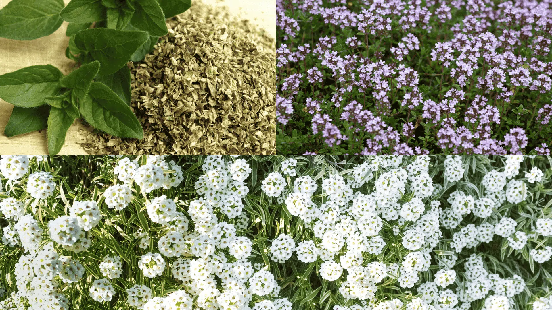 Oregano leaves, thyme flowers, and sweet alyssum blooms, companion plants that attract beneficial insects and protect eggplant