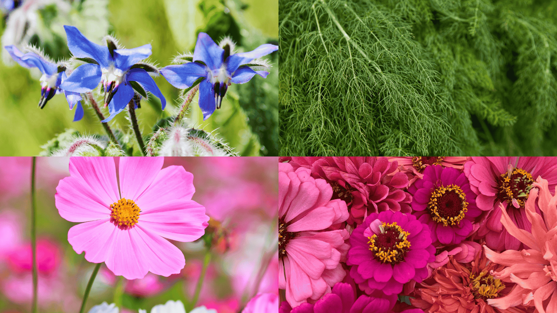 Borage flowers, dill leaves, cosmos, and zinnias, beneficial companion plants that attract pollinators and protect eggplant