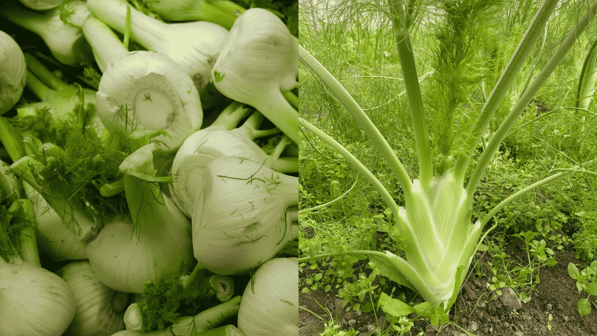 Fennel bulbs and plant growing in garden, often avoided as companion plants for eggplant due to growth interference