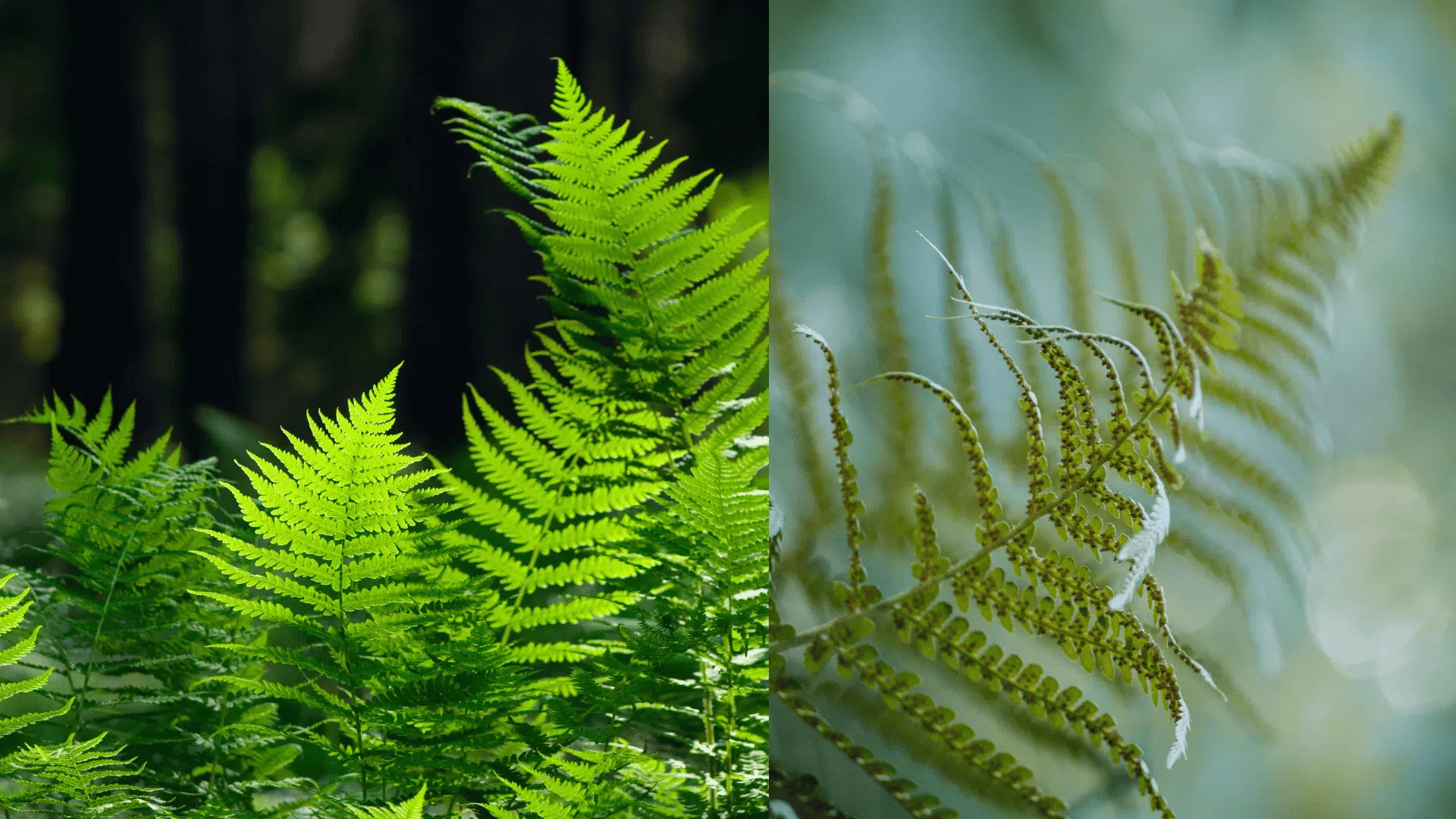 ferns-blueberry-companion-plants