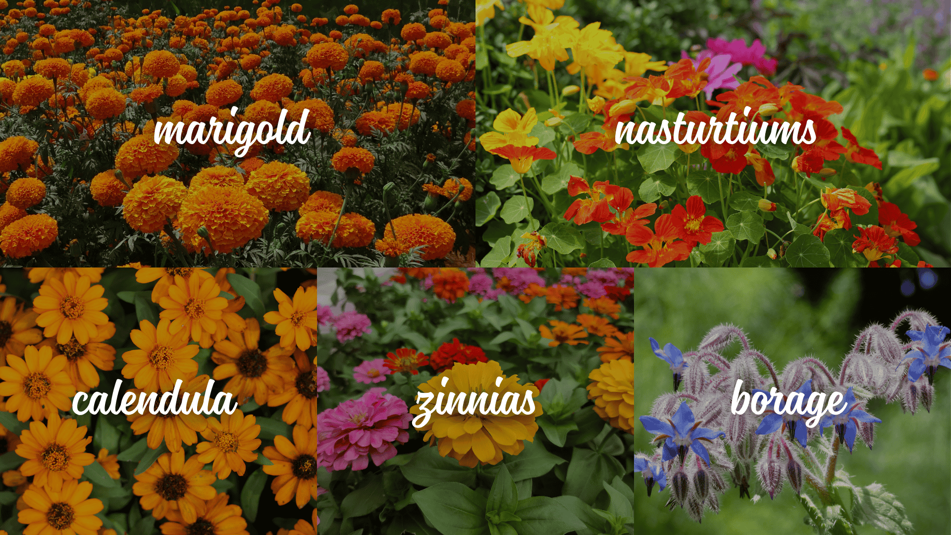 flowers-to-Include-in-a-Potager-Garden