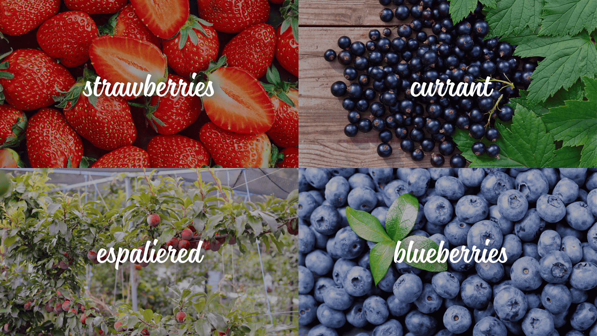 fruits-to-Include-in-a-Potager-Garden