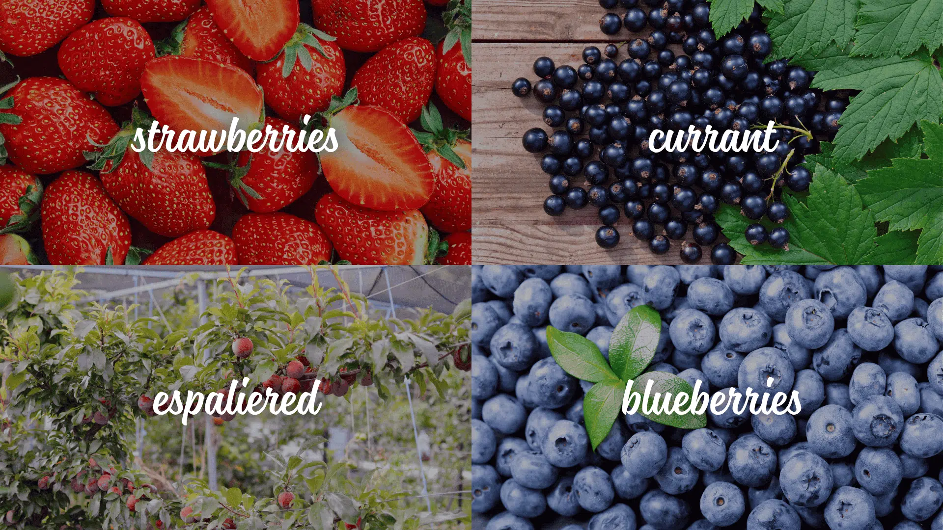 fruits-to-Include-in-a-Potager-Garden