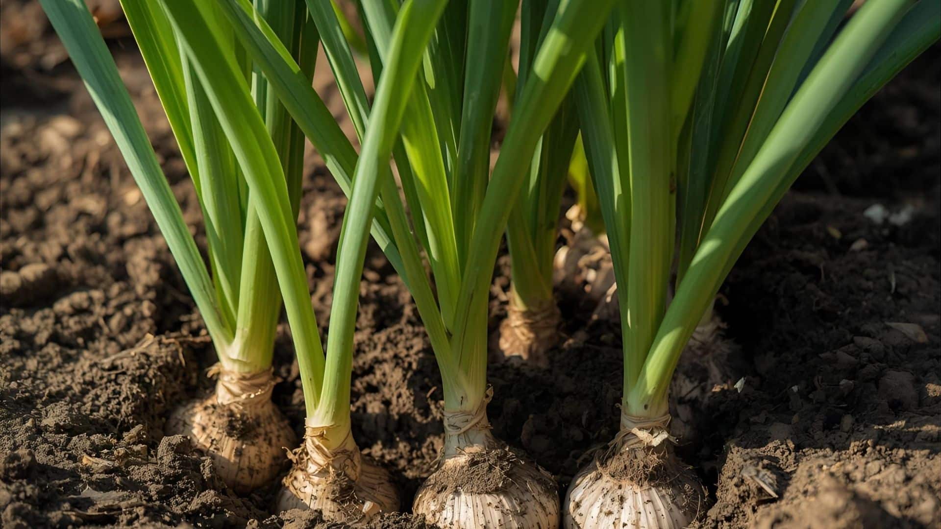garlic bulb formation