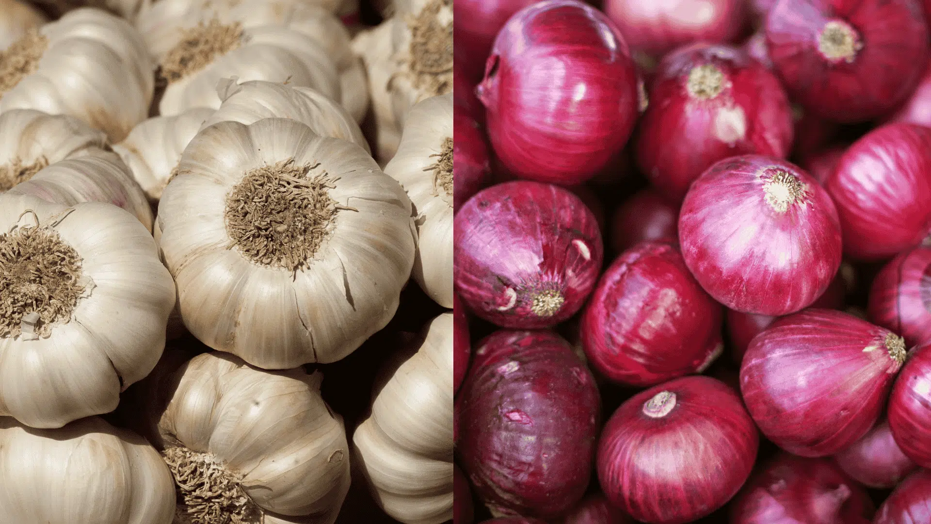 Fresh garlic bulbs and red onions placed side by side, commonly used as companion plants to protect eggplant from pests