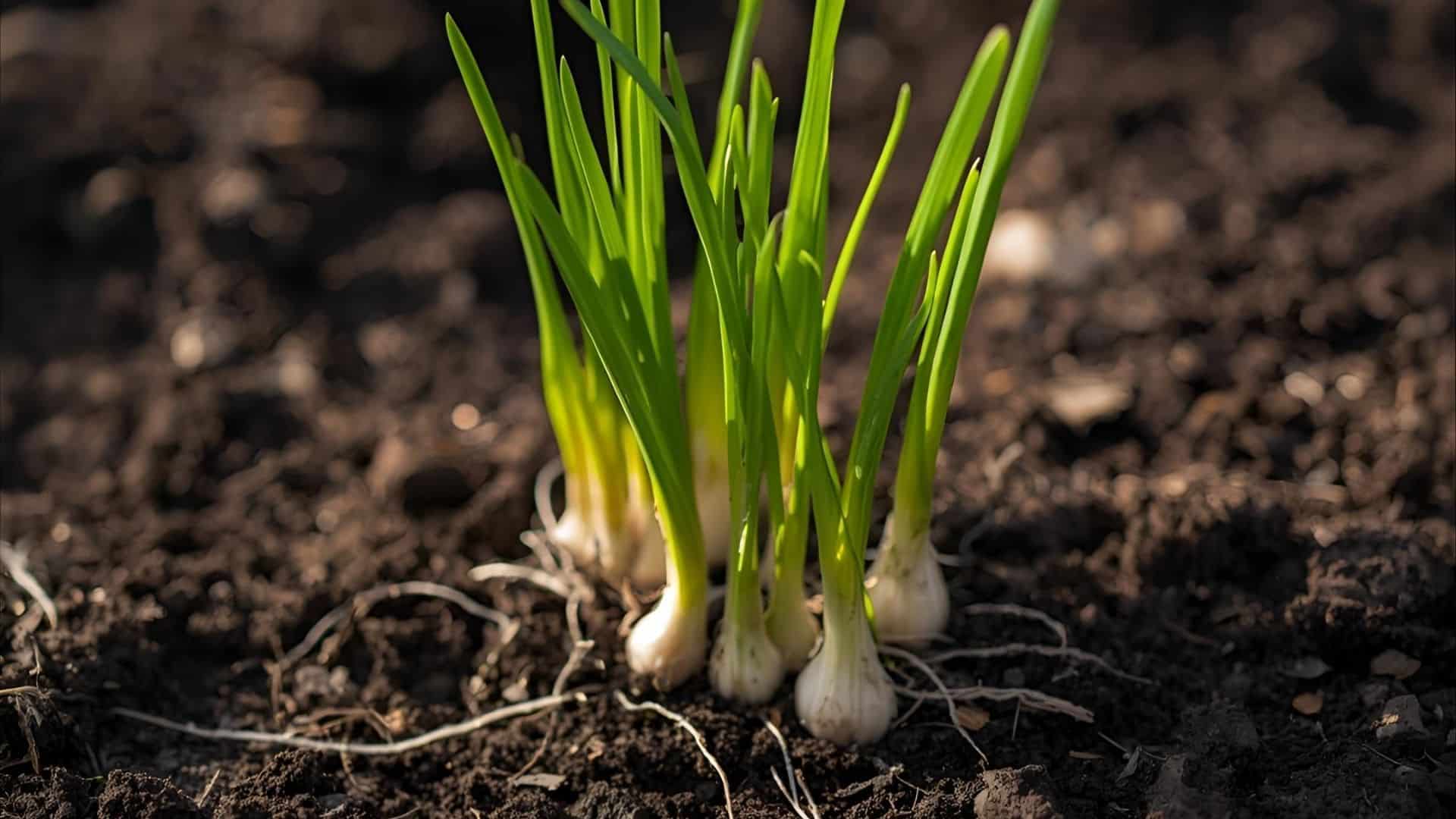 garlic shoot development