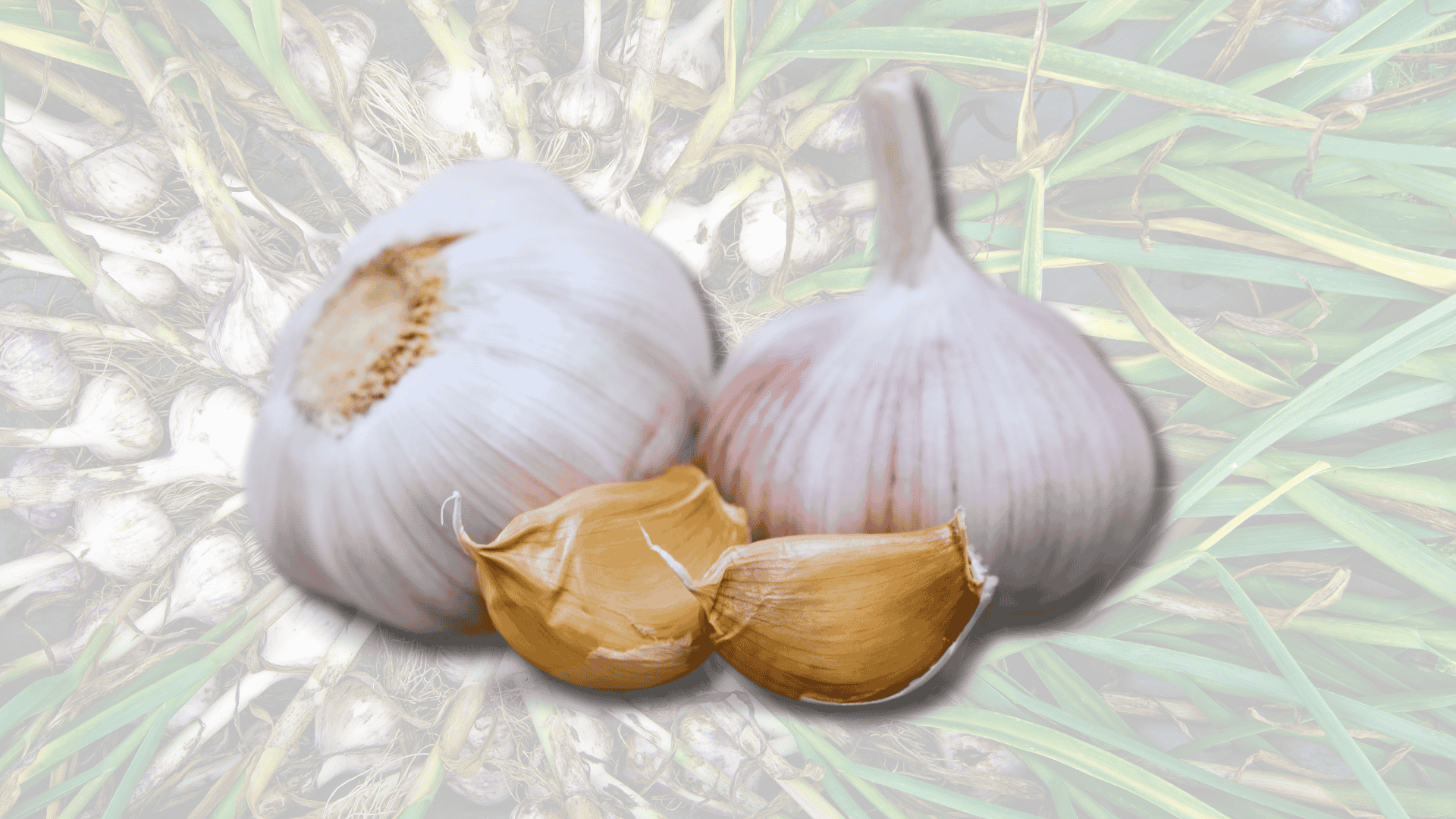 garlic with beets