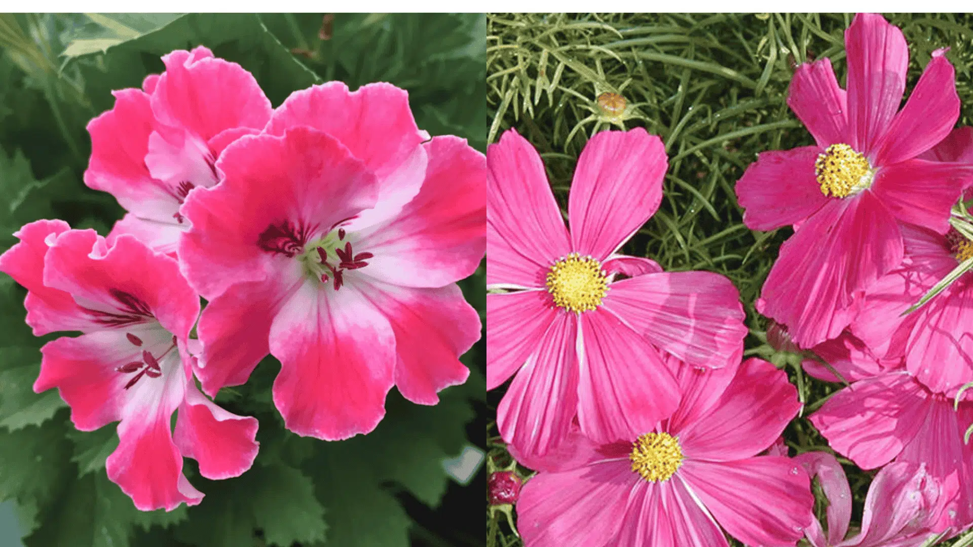 Geraniums and cosmos flowers blooming together, beneficial companion plants for eggplant that attract pollinators and deter pests