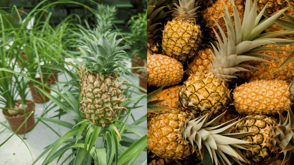 grow pinapple