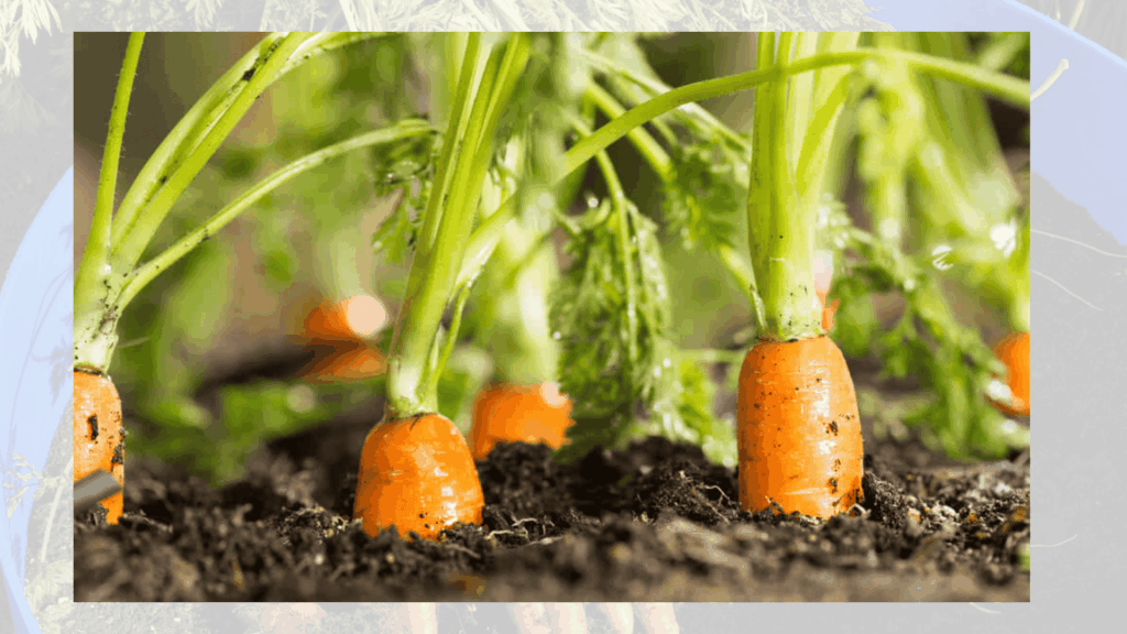 growing-carrots-in-containers