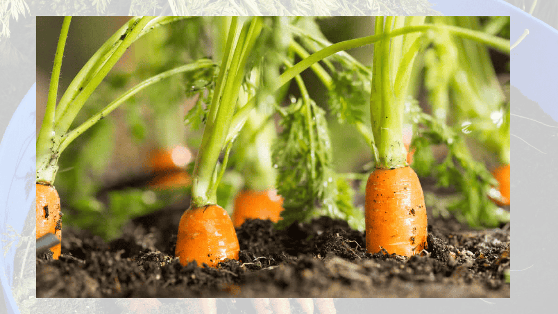 growing-carrots-in-containers