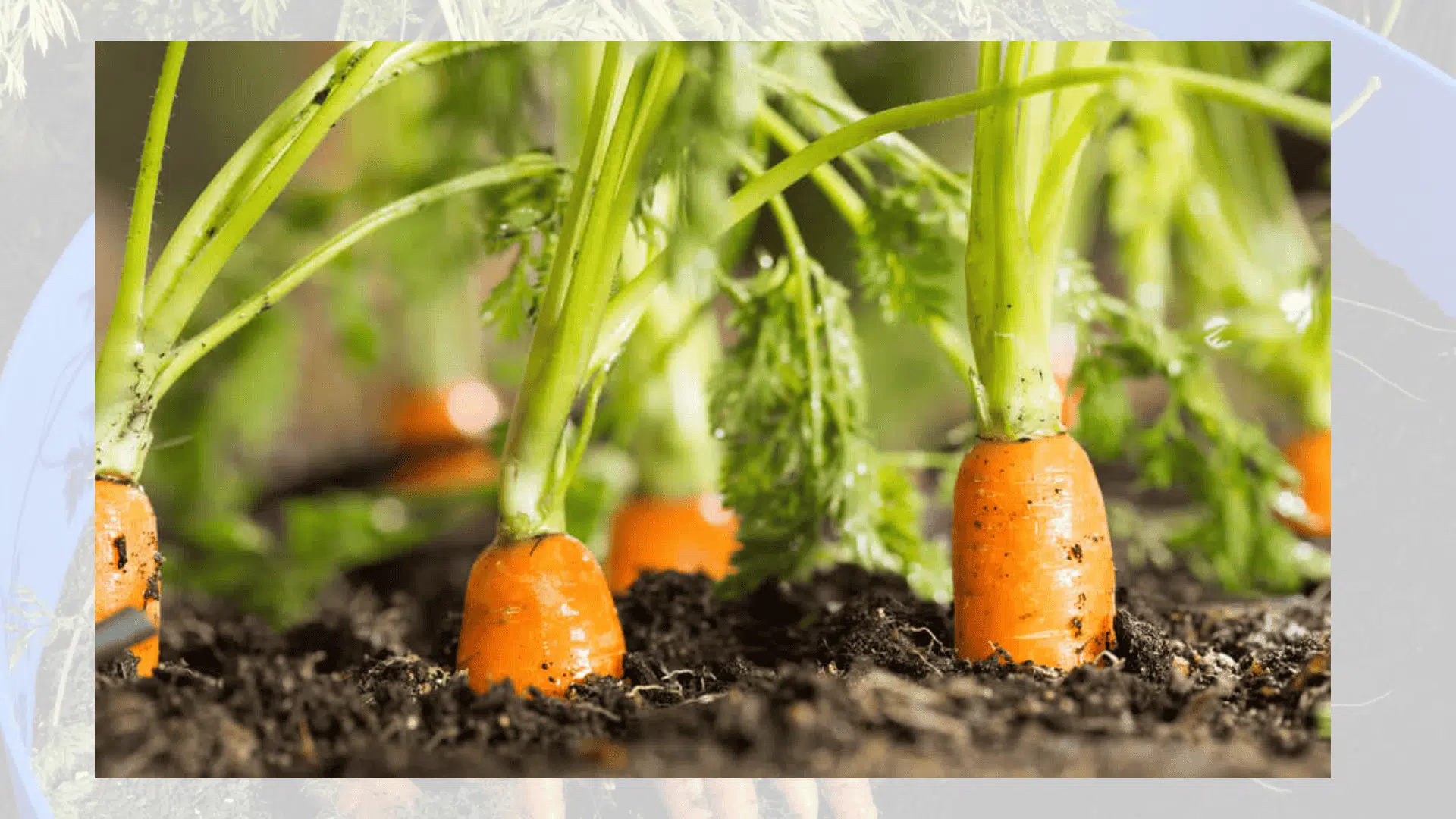 growing-carrots-in-containers