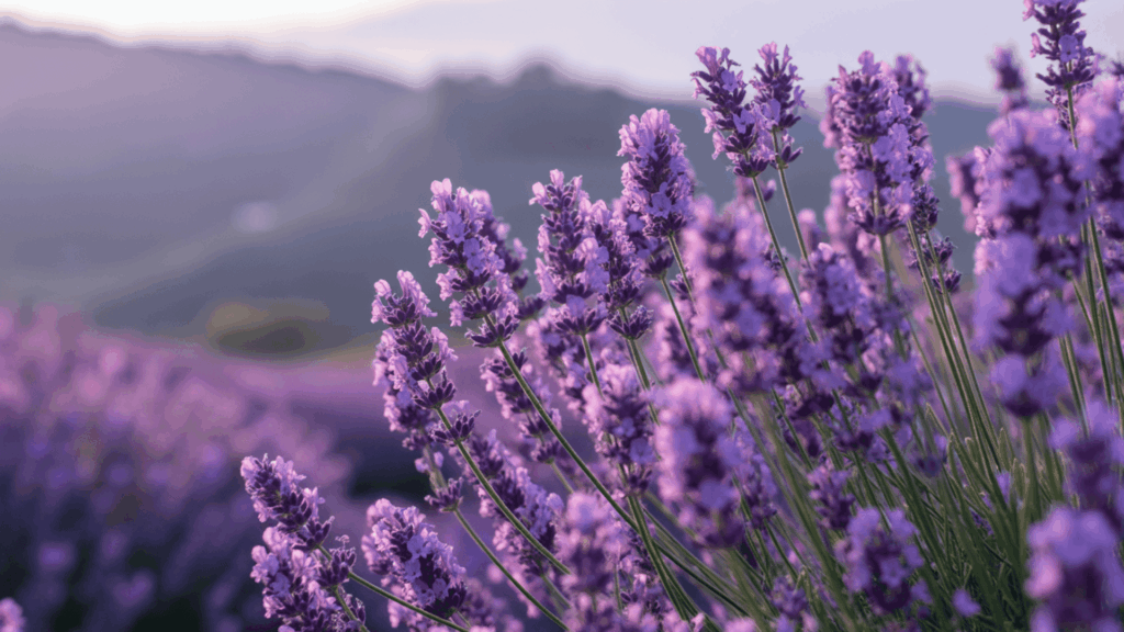growing lavender from seed