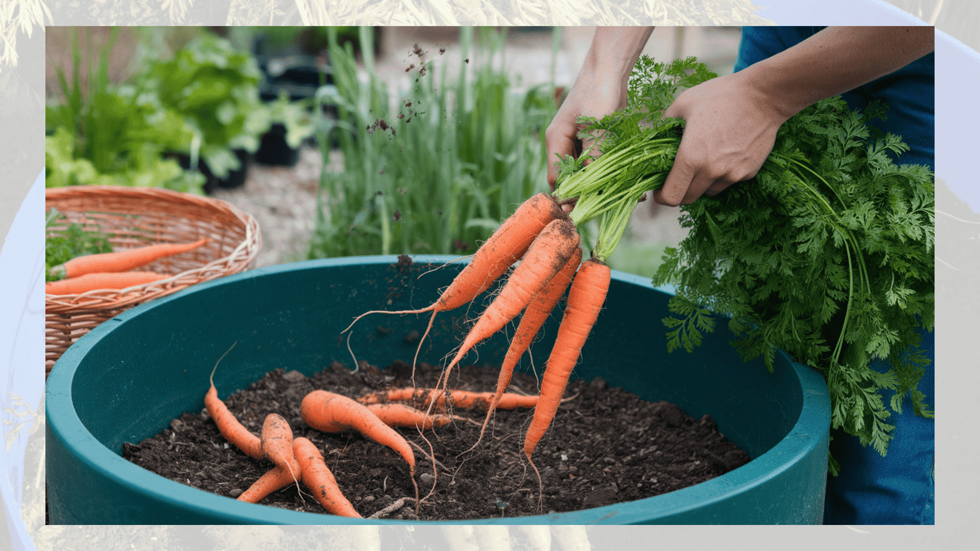 harvesting-carrots-in-container